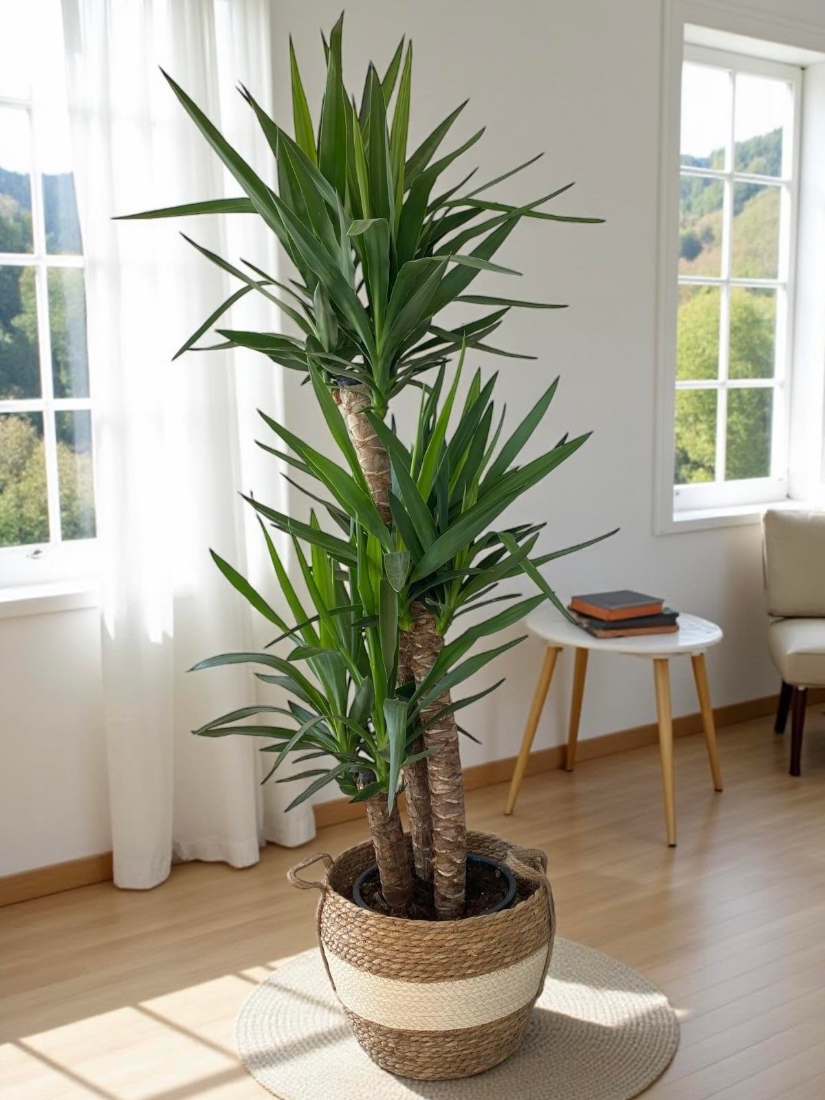 KAMPANYALI BÜYÜK BOY FAVORİ BİTKİ SETİ ( STARLİÇE 3 GÖVDELİ 150 CM - AREKA PALMİYESİ 130 CM - YUKA 3 GÖVDELİ 150 CM )