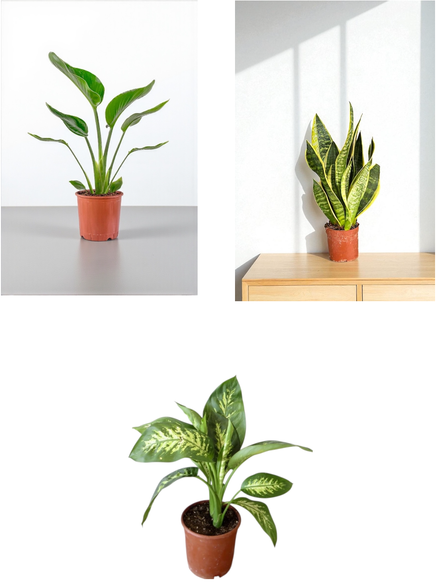 KAMPANYALI MASA ÜSTÜ BOY BİTKİ SETİ ( PAŞA KILICI SANSEVİERİA - STARLİÇE - DİFENBAHYA TROPİK )