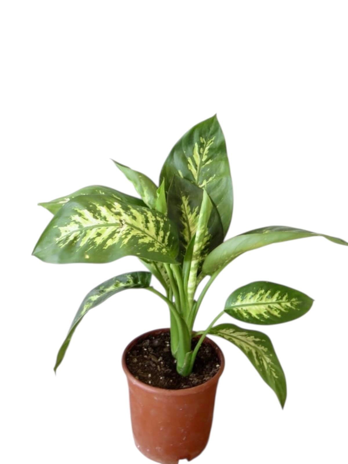 KAMPANYALI MASA ÜSTÜ BOY BİTKİ SETİ ( PAŞA KILICI SANSEVİERİA - STARLİÇE - DİFENBAHYA TROPİK )