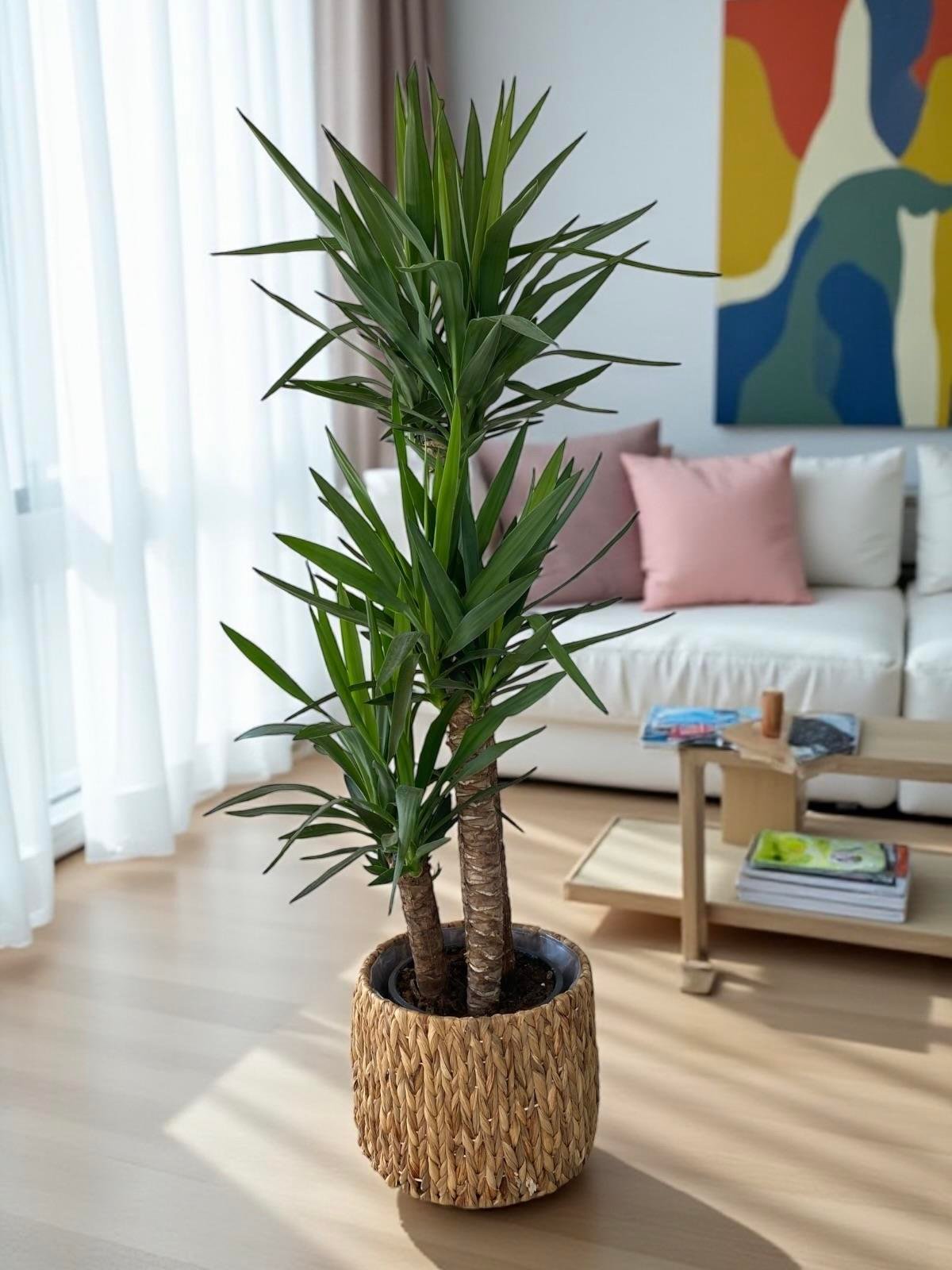 KAMPANYALI POPÜLER BİTKİ SETİ ( ALACALI BENJAMİN STARLİGHT - YUKA 3 GÖVDELİ 150 CM )