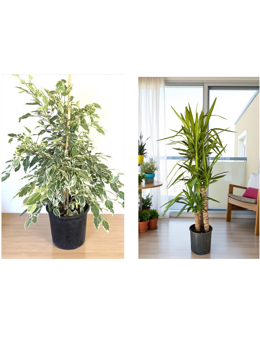 KAMPANYALI POPÜLER BİTKİ SETİ ( ALACALI BENJAMİN STARLİGHT - YUKA 3 GÖVDELİ 150 CM )