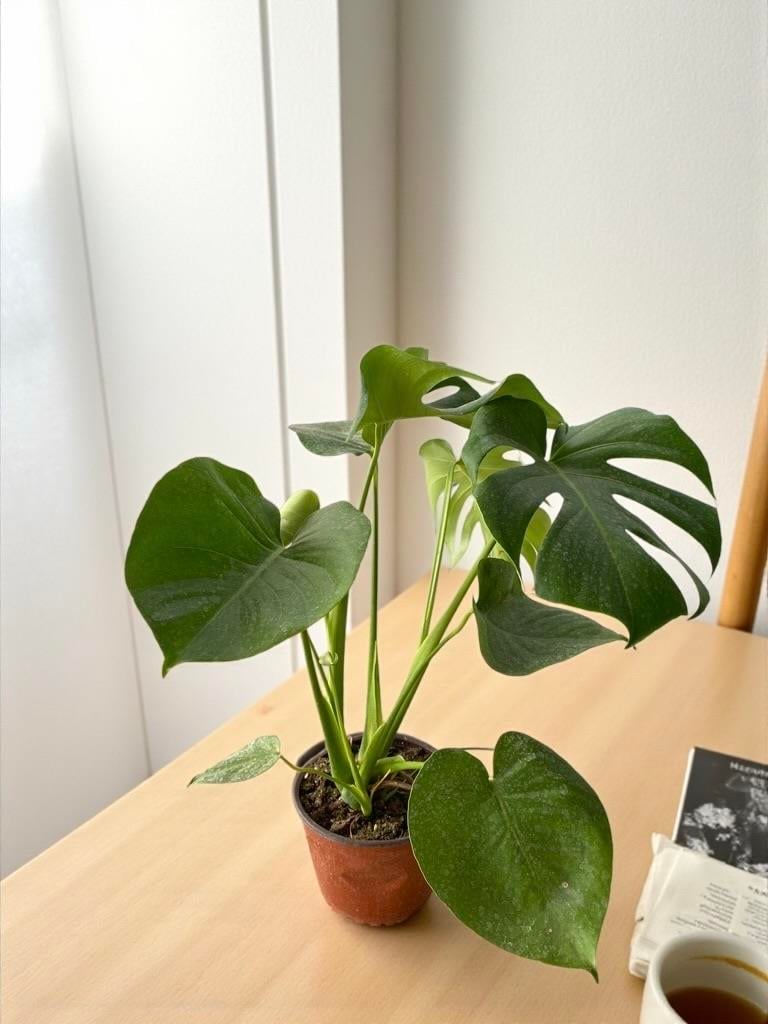 KAMPANYALI SET ( 2 GÖVDELİ ALACALI KAUÇUK -  YUKA 100 CM- MONSTERA)