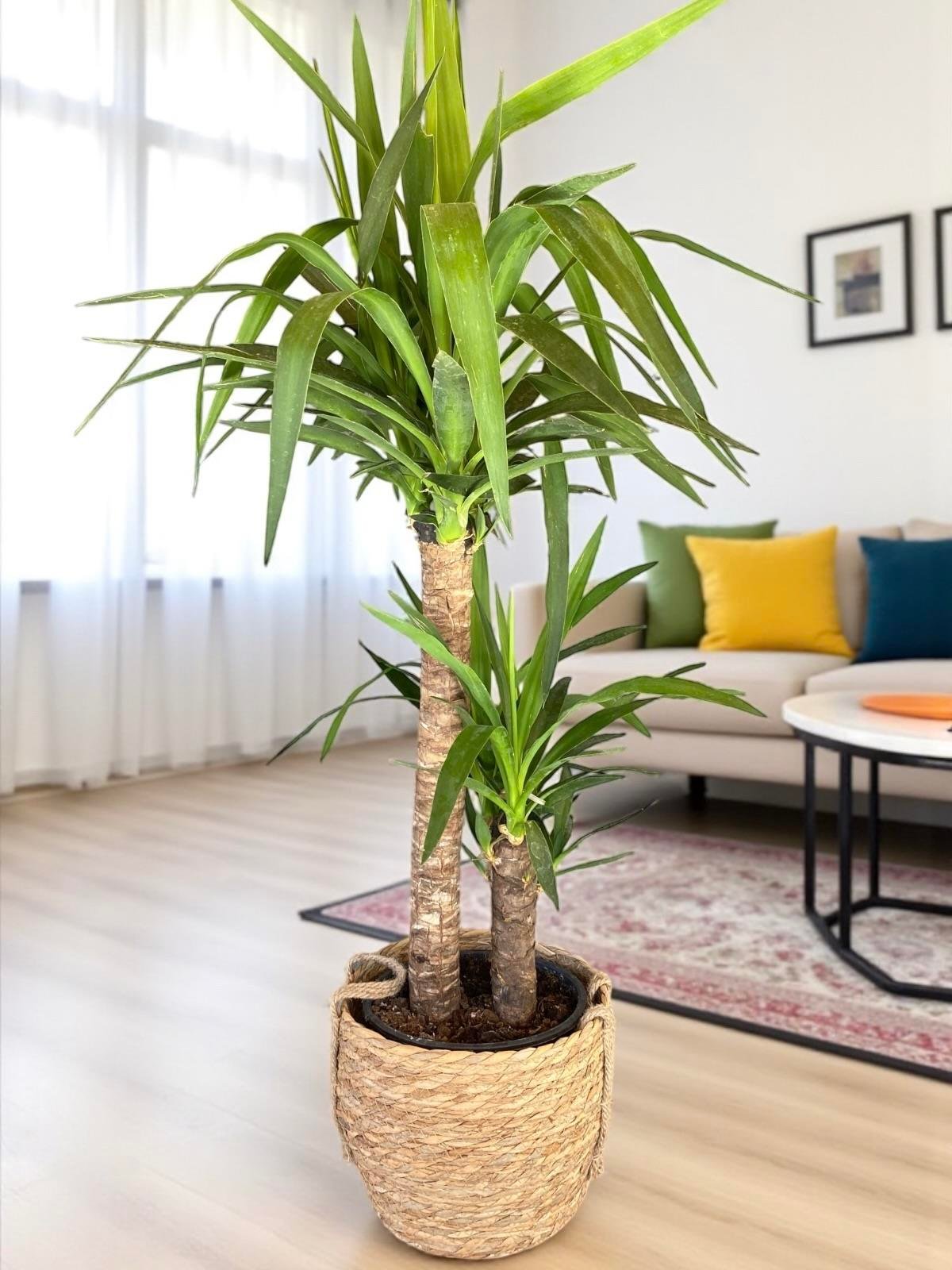 KAMPANYALI SET ( 2 GÖVDELİ ALACALI KAUÇUK -  YUKA 100 CM- MONSTERA)