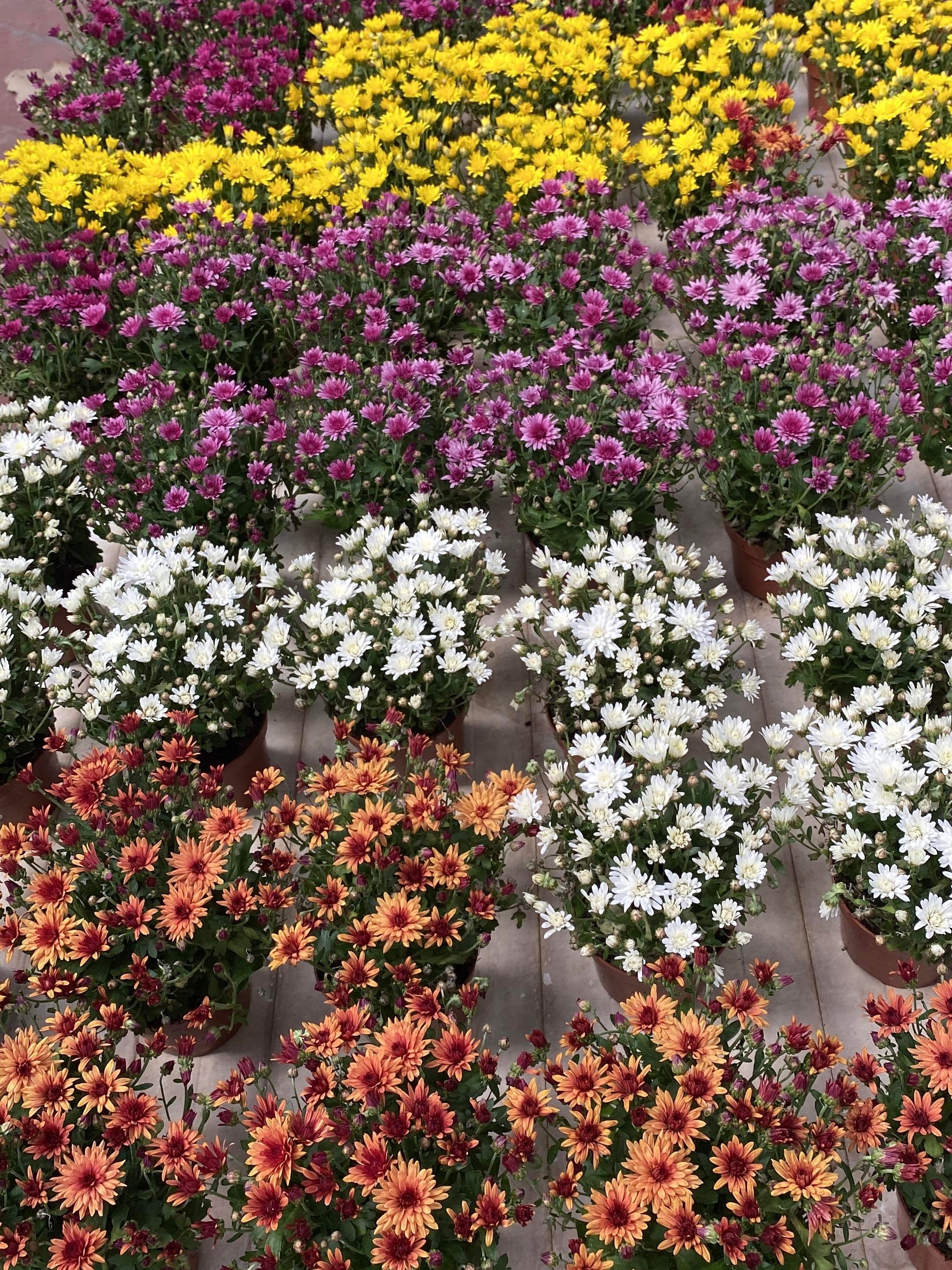 KAMPANYALI SET 6 RENK İTHAL KRİZANTEM KASIMPATI 3 - 4 - 5 - 6 ADET SEÇENEKLERİYLE