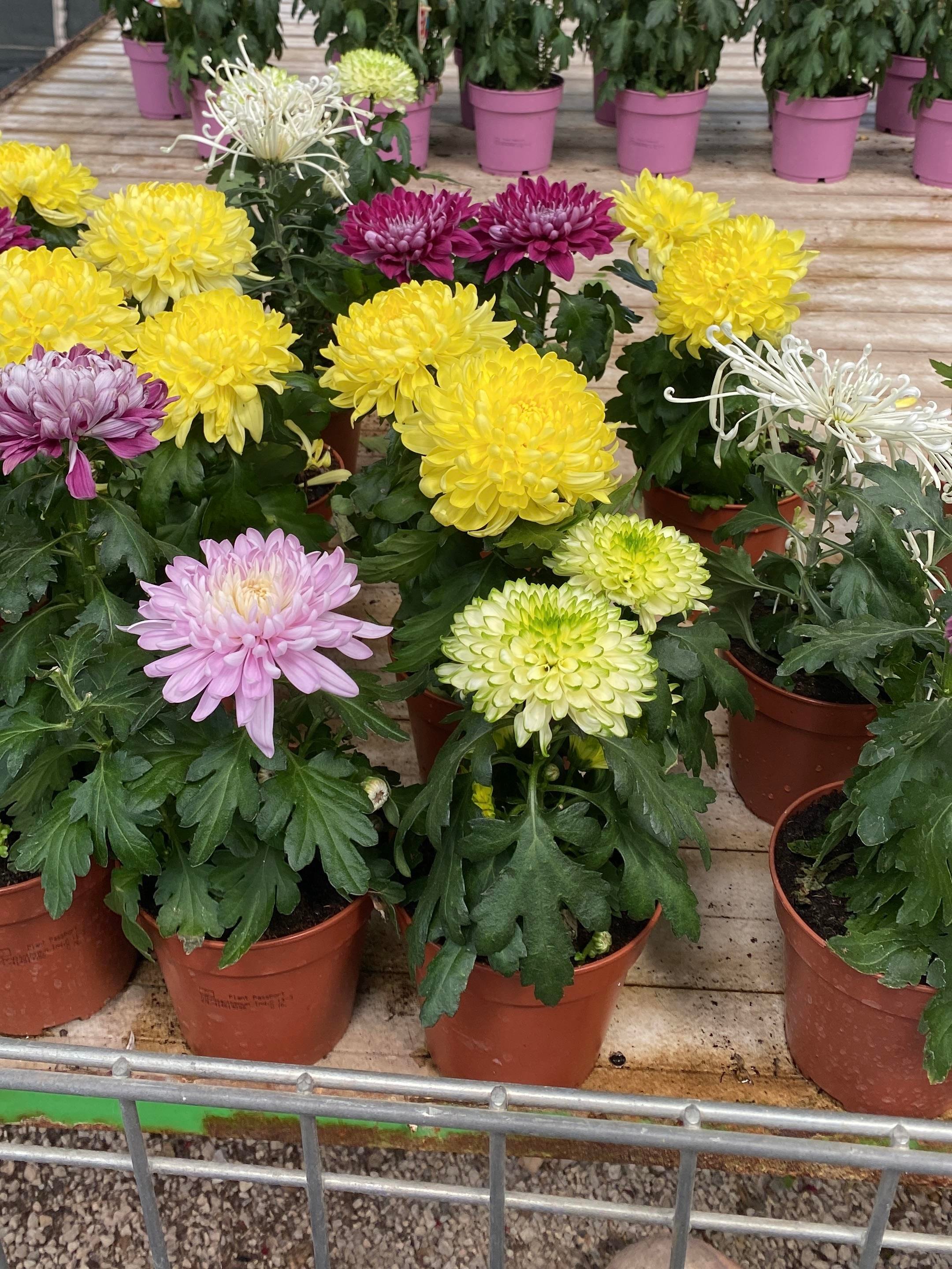 KAMPANYALI SET 6 RENK İTHAL KRİZANTEM KASIMPATI 3 - 4 - 5 - 6 ADET SEÇENEKLERİYLE