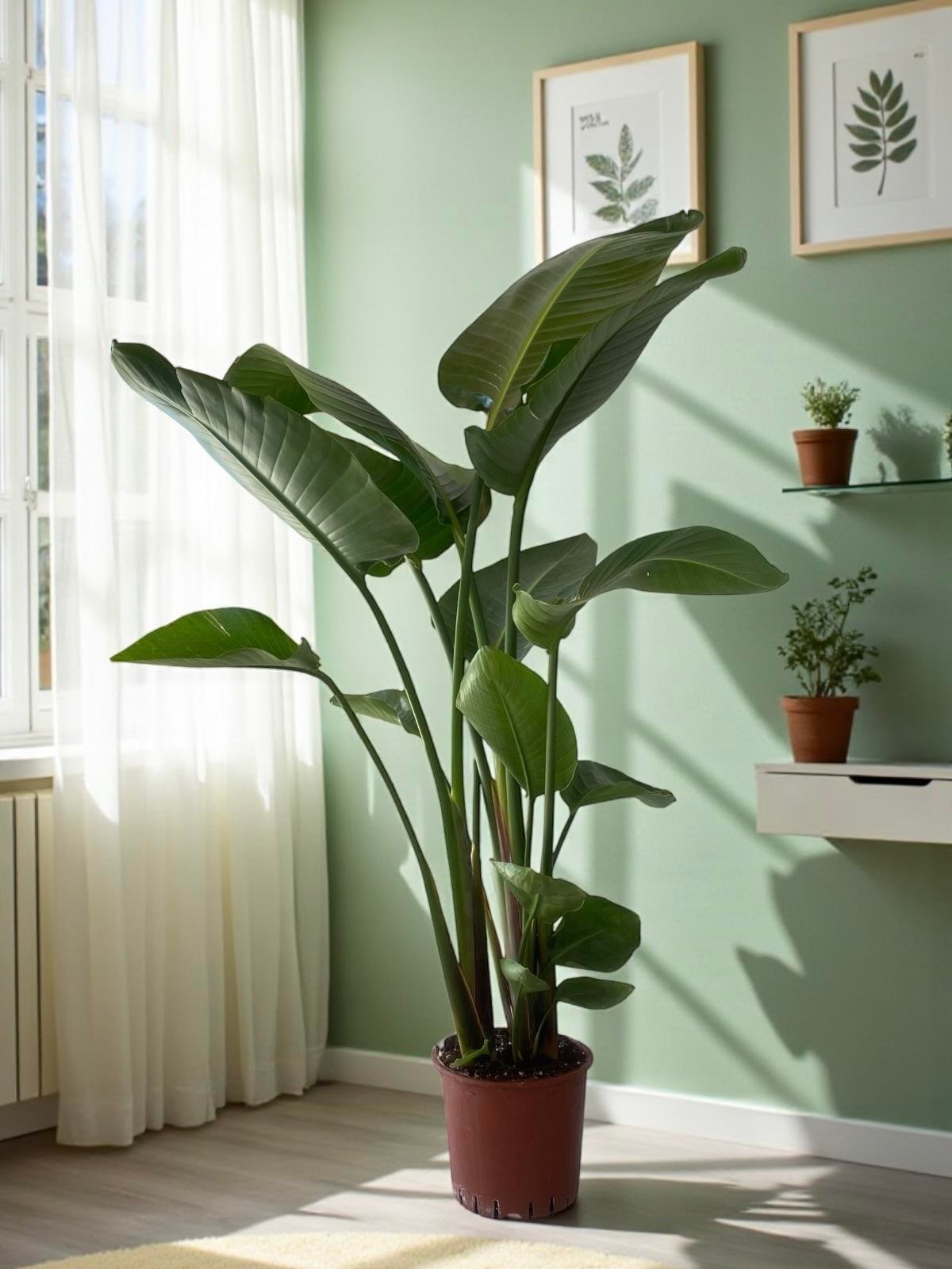 KAMPANYALI SET ( AREKA 130 - 140 CM - STARLİÇE 130 - 150 CM - MONSTERA)