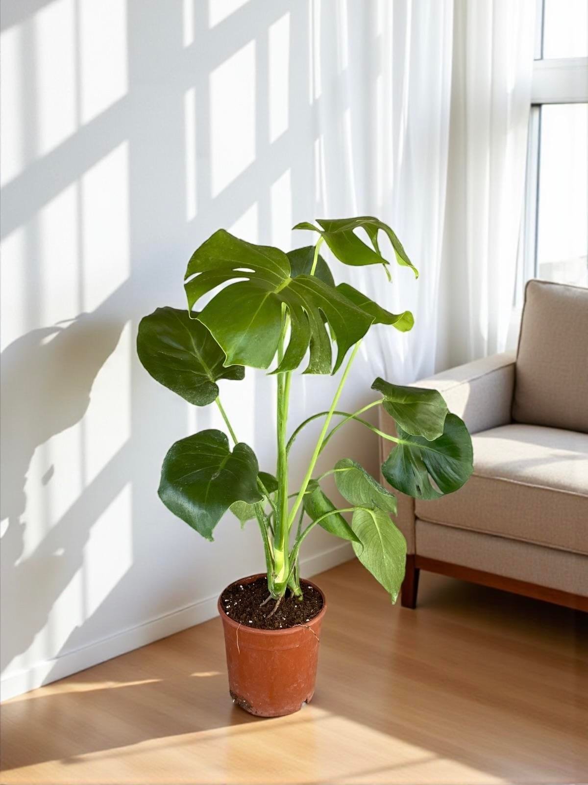 KAMPANYALI SET ( AREKA 130 - 140 CM - STARLİÇE 130 - 150 CM - MONSTERA)