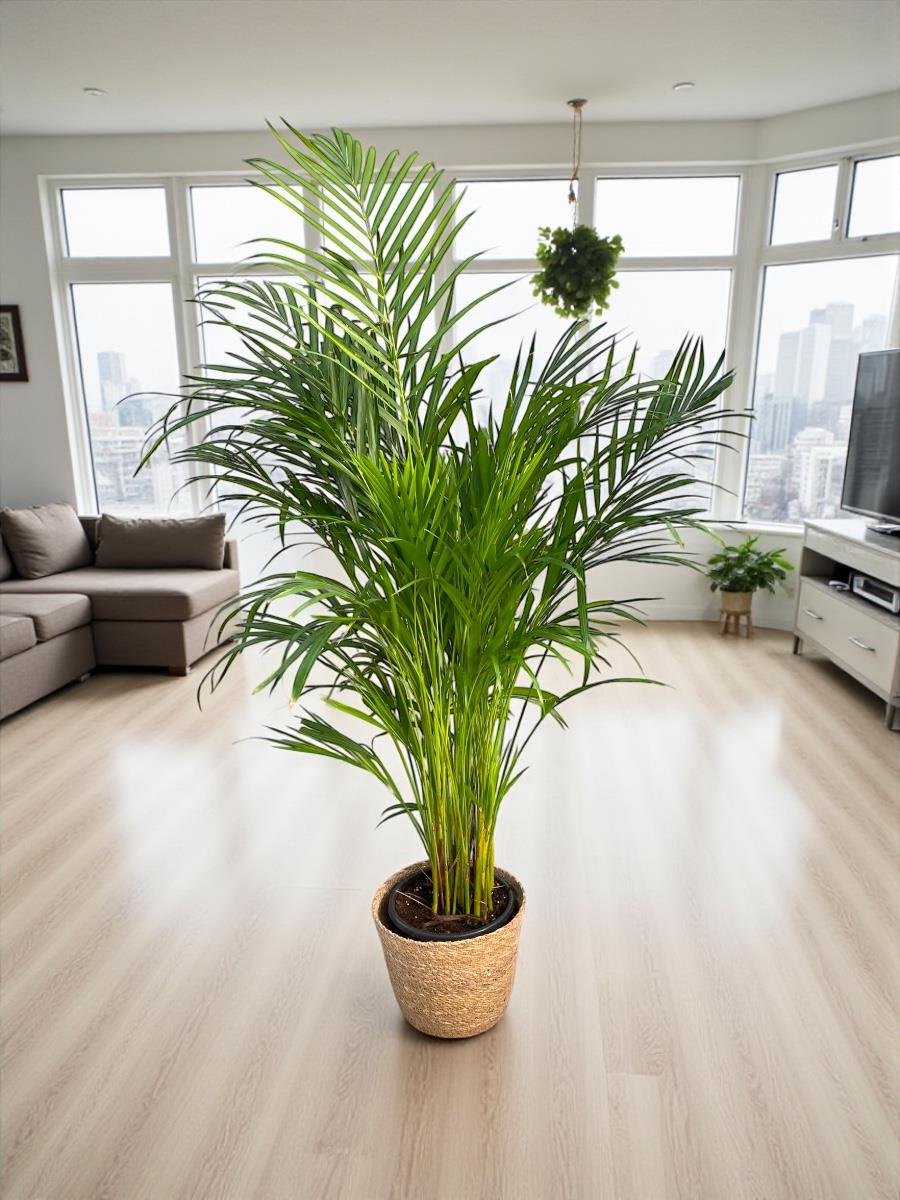 KAMPANYALI SET ( AREKA 130 - 140 CM - STARLİÇE 130 - 150 CM - MONSTERA)