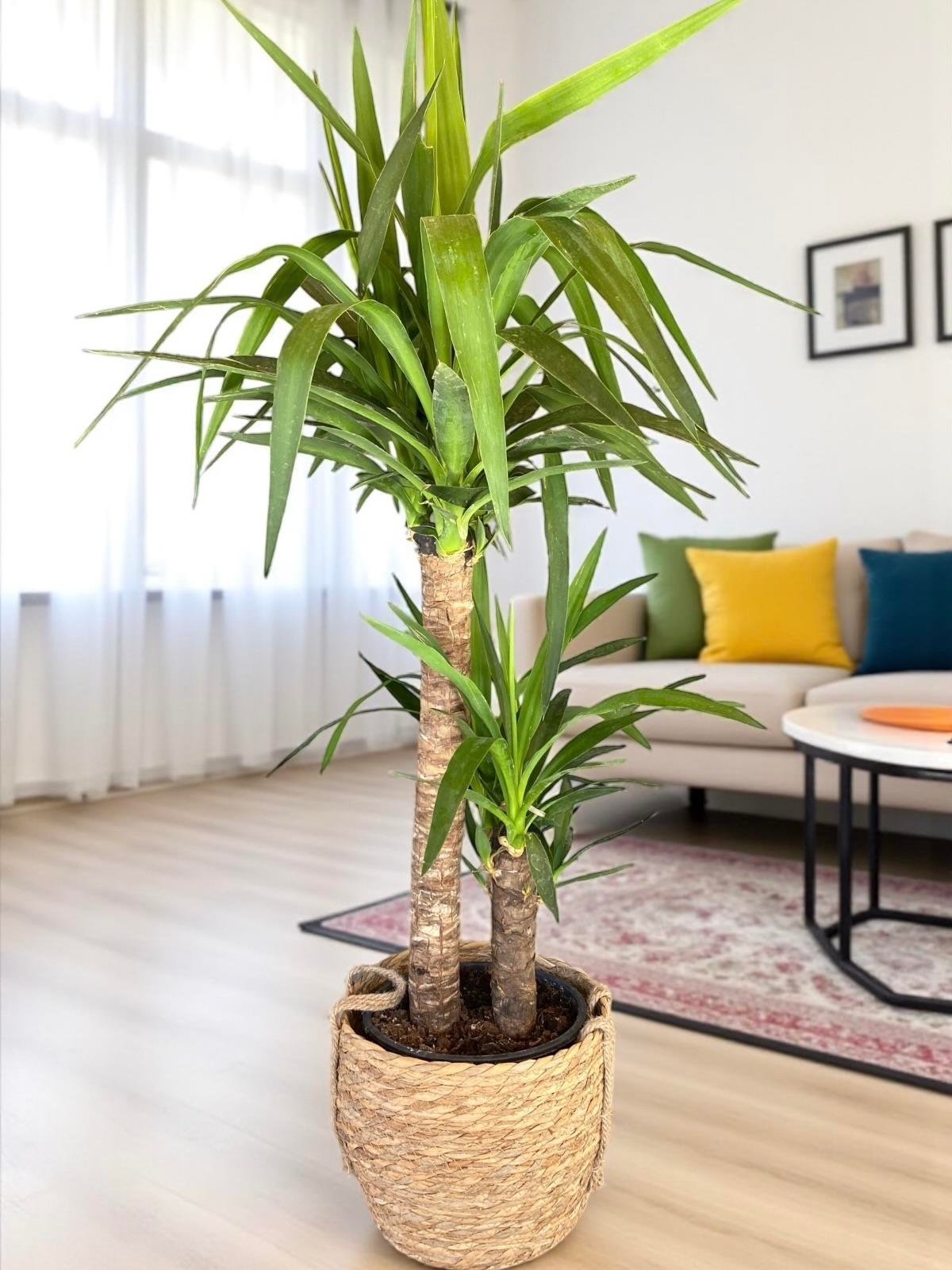 KAMPANYALI SET ( MONSTERA  DEVE TABANI- 2 GÖVDELİ YUCCA YUKA 100 CM - 2 GÖVDELİ STARLİÇE 140 - 150 CM)
