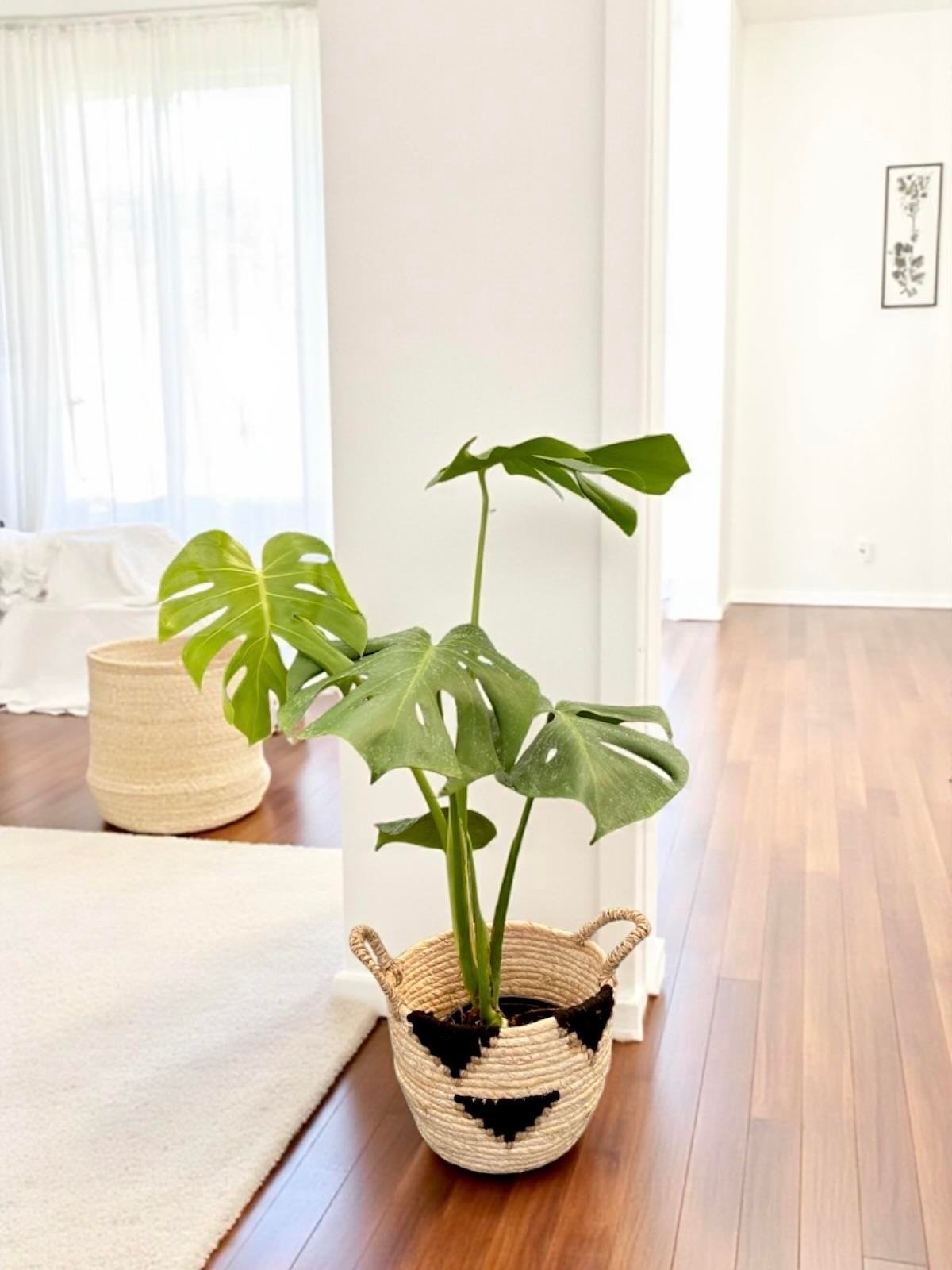 KAMPANYALI SET ( MONSTERA  DEVE TABANI- 2 GÖVDELİ YUCCA YUKA 100 CM - 2 GÖVDELİ STARLİÇE 140 - 150 CM)