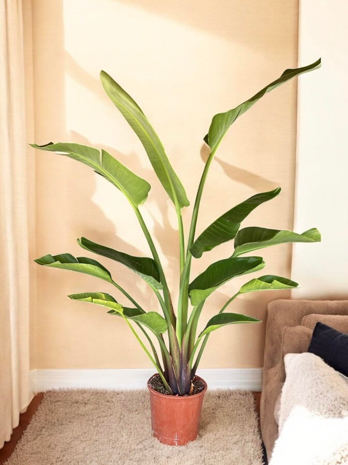 KAMPANYALI SET ( MONSTERA  DEVE TABANI- 2 GÖVDELİ YUCCA YUKA 100 CM - 2 GÖVDELİ STARLİÇE 140 - 150 CM)