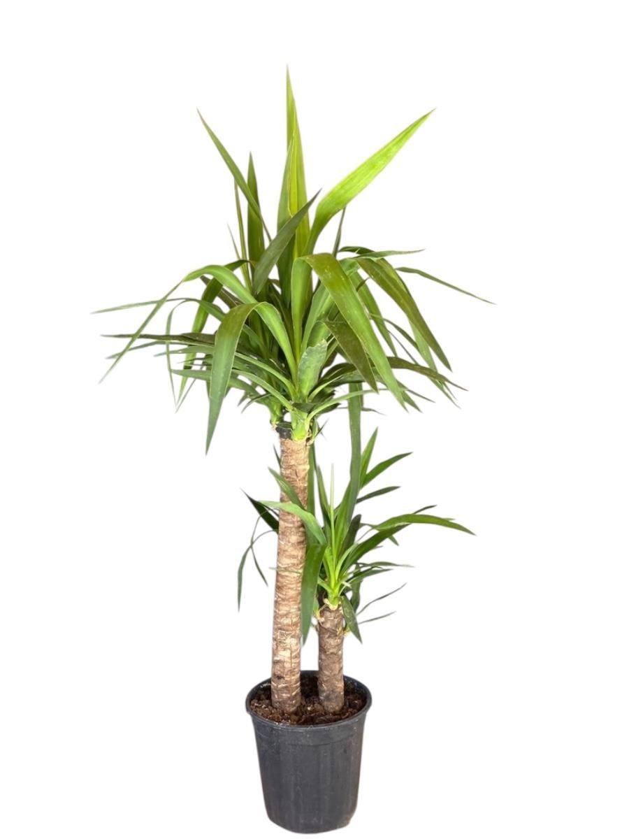 Kampanyalı Set (Zamia -Yuka-Paşa Kılıcı) Bakımı Kolay Bitki Seti