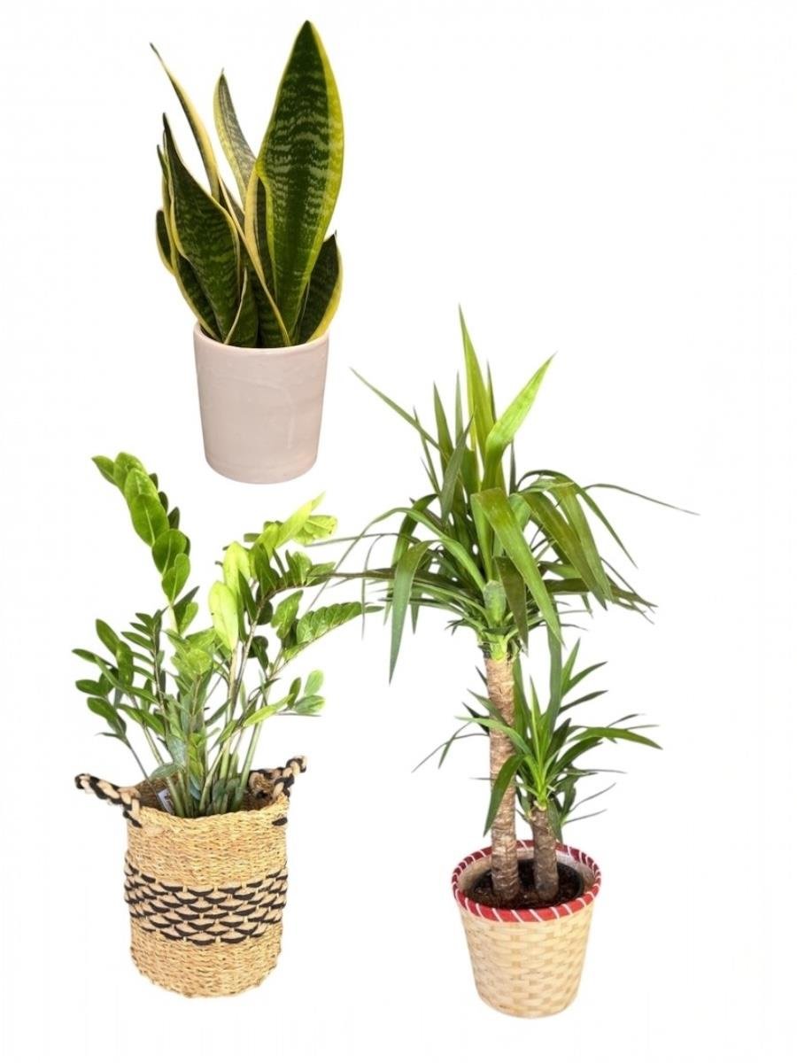 Kampanyalı Set (Zamia -Yuka-Paşa Kılıcı) Bakımı Kolay Bitki Seti