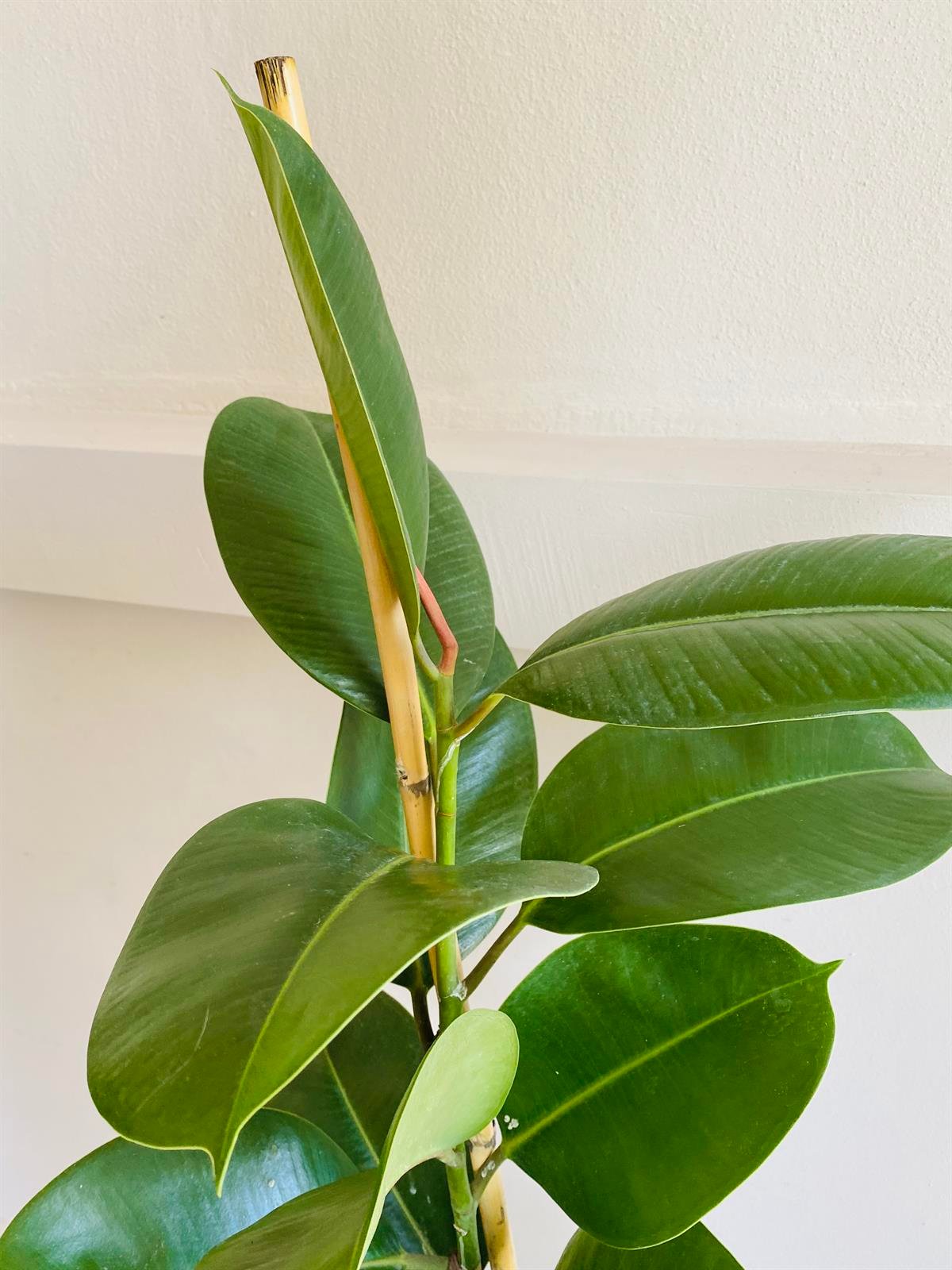 Kauçuk Bitkisi ( Ficus Elastica Robusta )