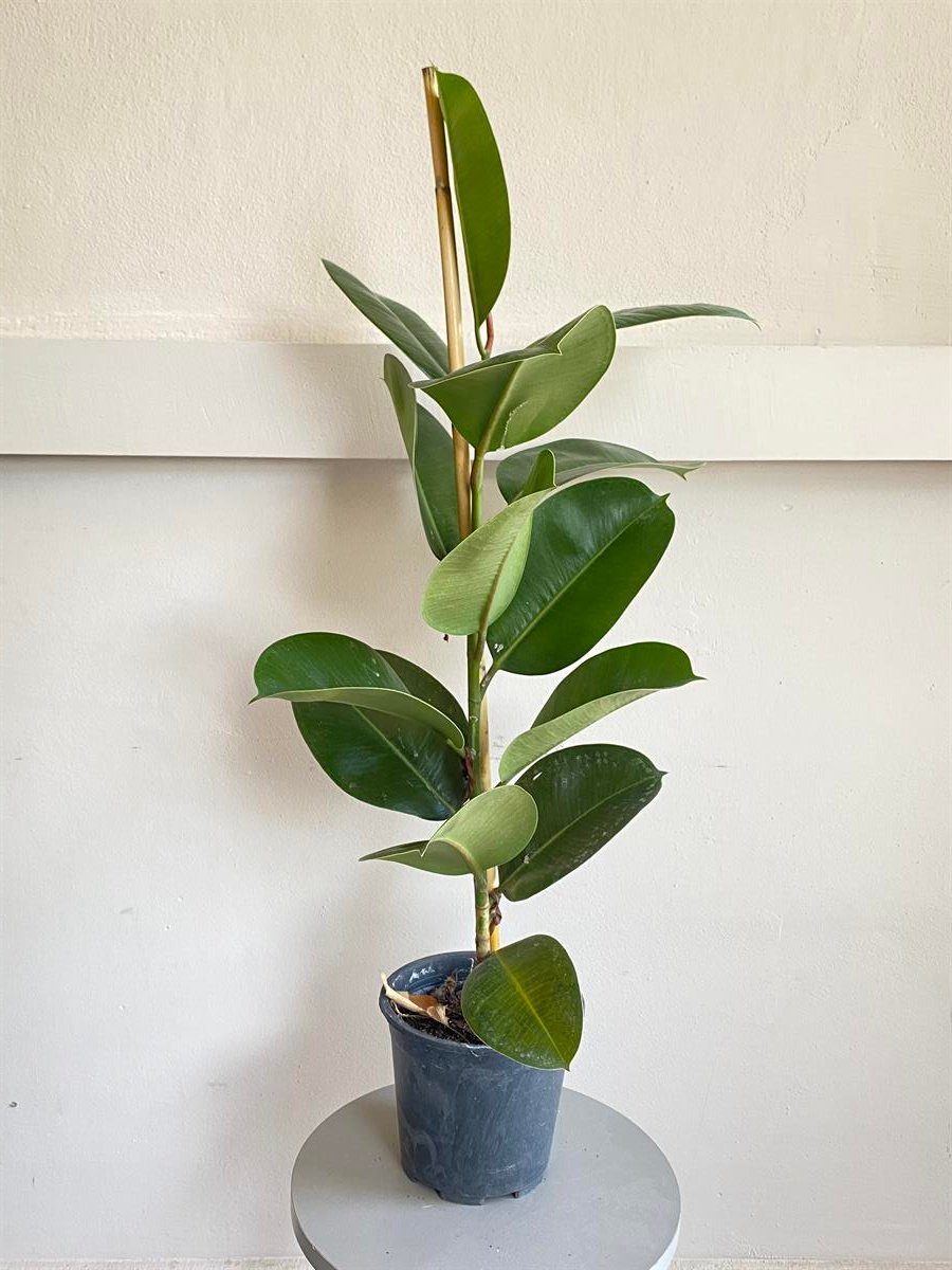 Kauçuk Bitkisi ( Ficus Elastica Robusta )