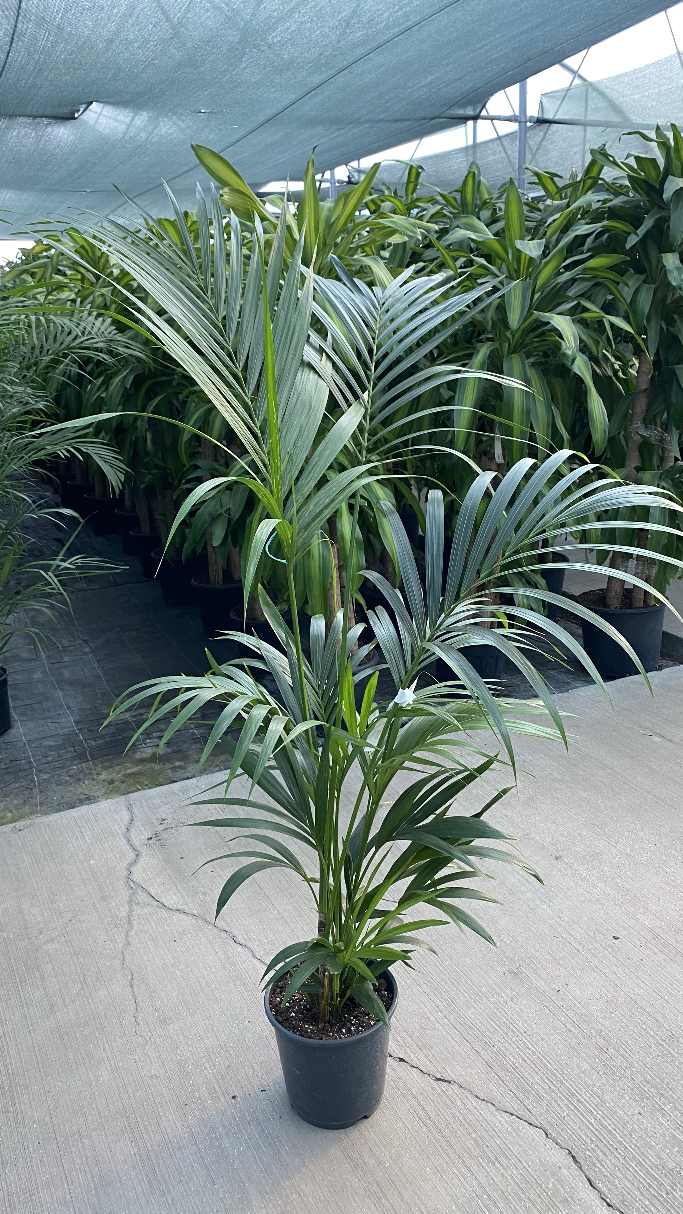 Kentia Palmiyesi 150-180 cm (Kentya-Howea Palmiyesi)