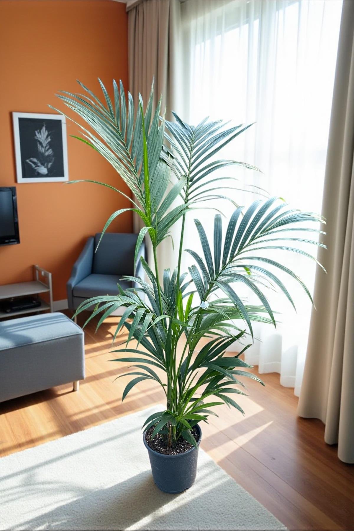 Kentia Palmiyesi 180-200 cm (Kentya-Howea Palmiyesi)