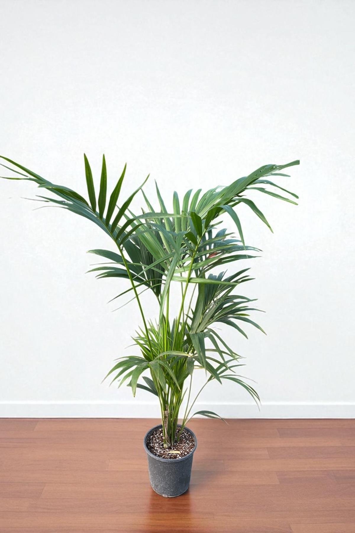 Kentia Palmiyesi 180-200 cm (Kentya-Howea Palmiyesi)