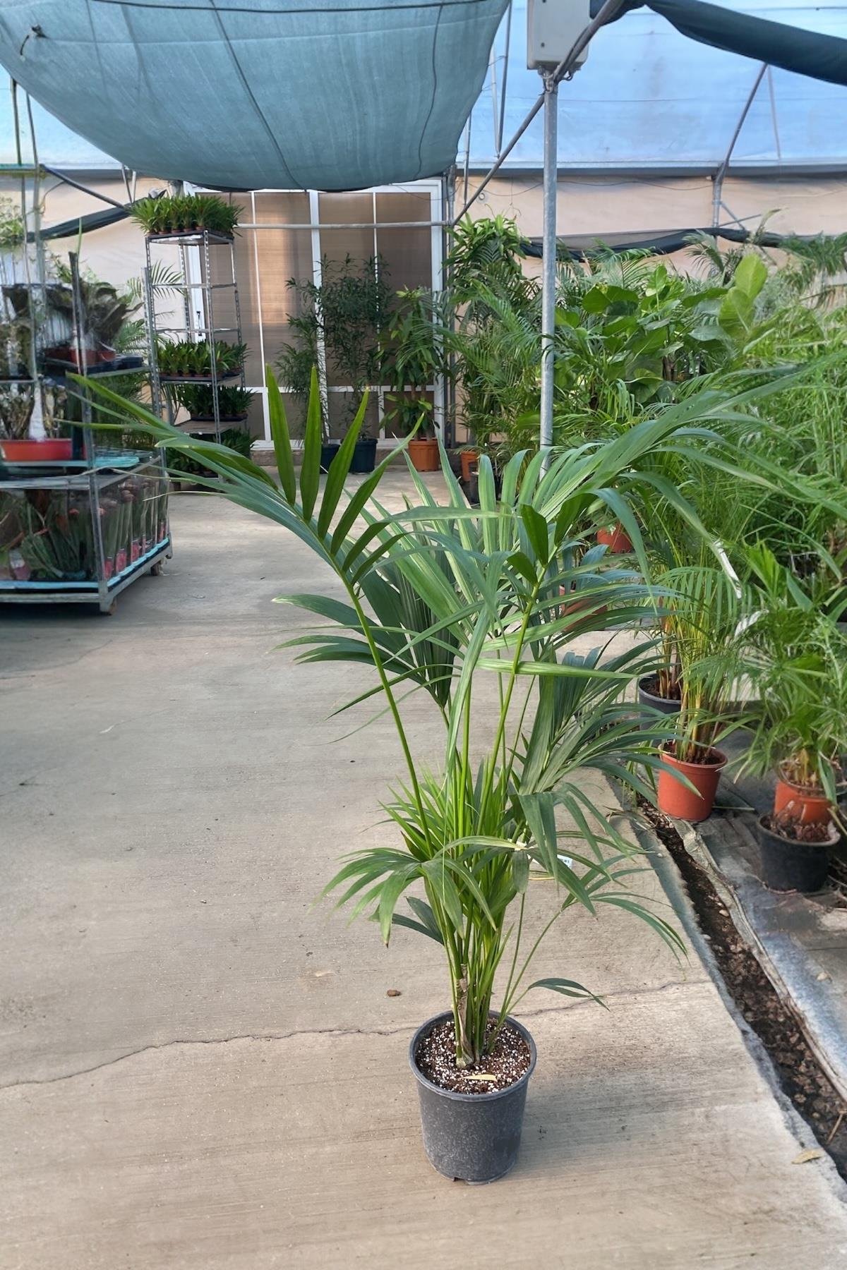 Kentia Palmiyesi 180-200 cm (Kentya-Howea Palmiyesi)