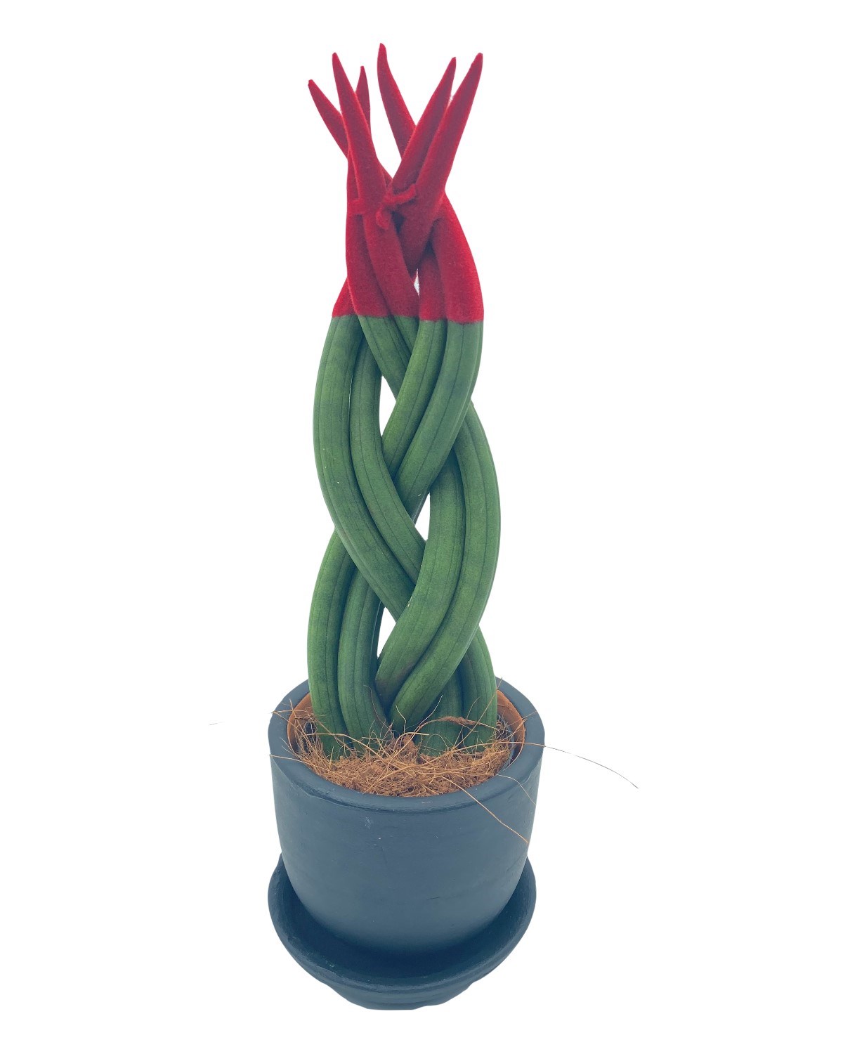 Kırmızı Kadife Örgülü Sansevieria Cylindrica (Paşa Kılıcı) 