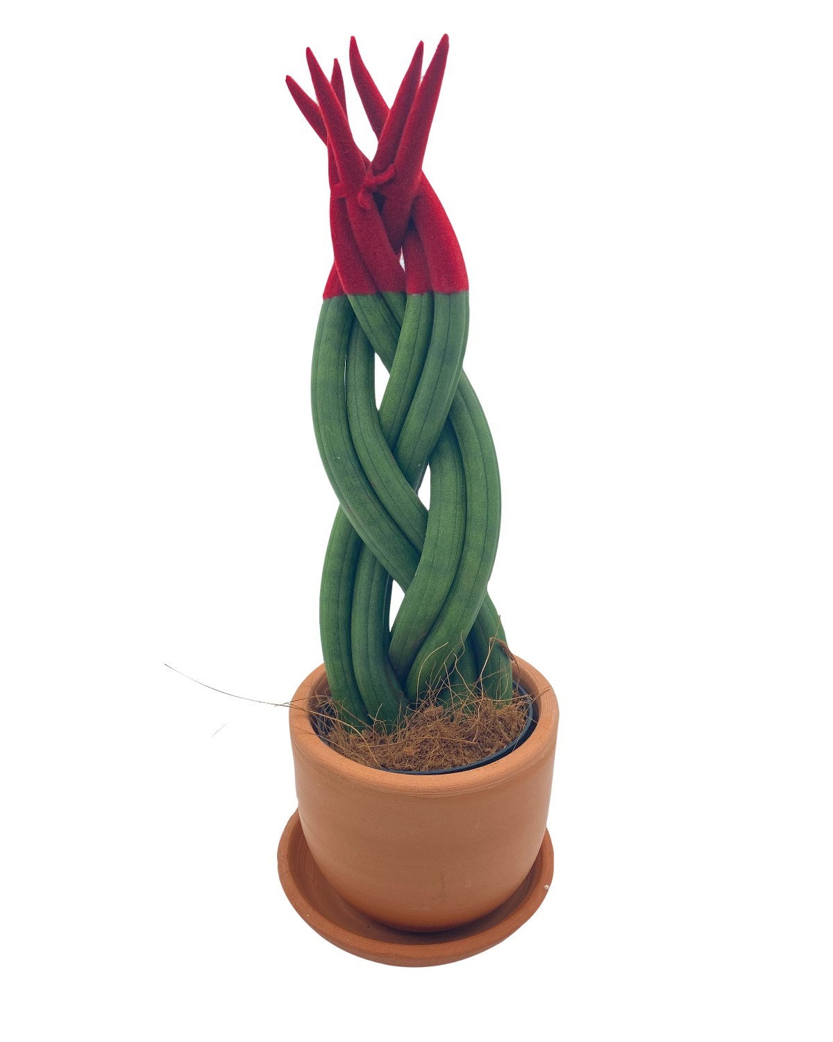 Kırmızı Kadife Örgülü Sansevieria Cylindrica (Paşa Kılıcı) 