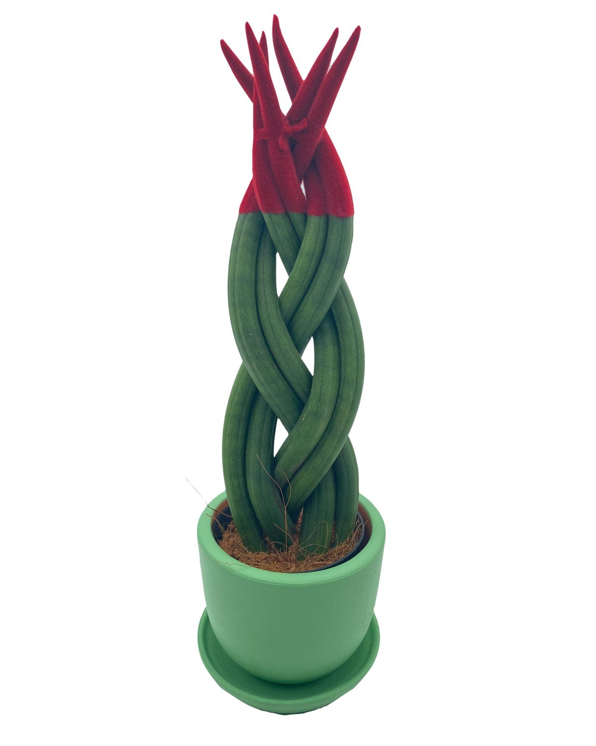 Kırmızı Kadife Örgülü Sansevieria Cylindrica (Paşa Kılıcı) 