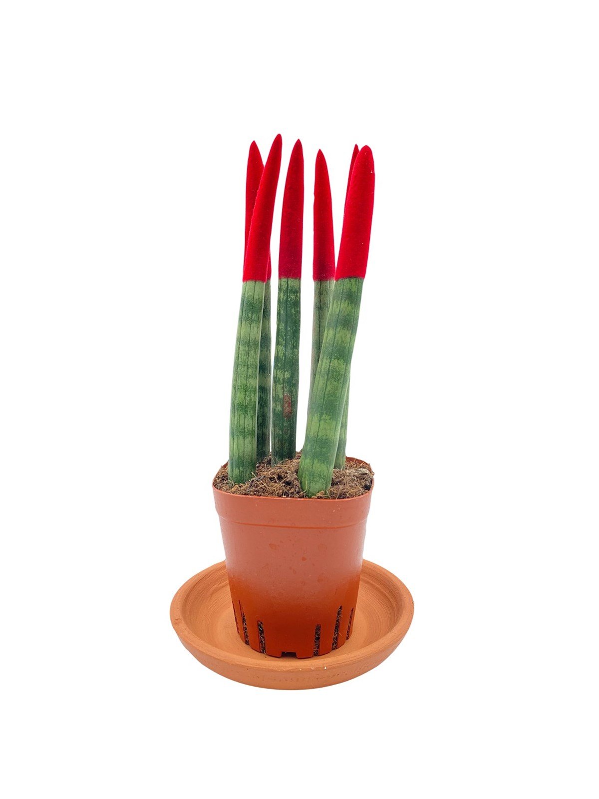 Kırmızı Kadife Sansevieria Cylindrica (Paşa Kılıcı) 