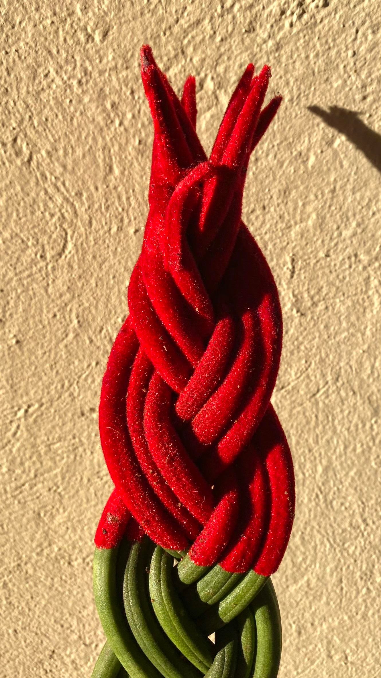 Kırmızı Renkli Kadife Örgülü Sansevieria Cylindrica (Paşa Kılıcı) 