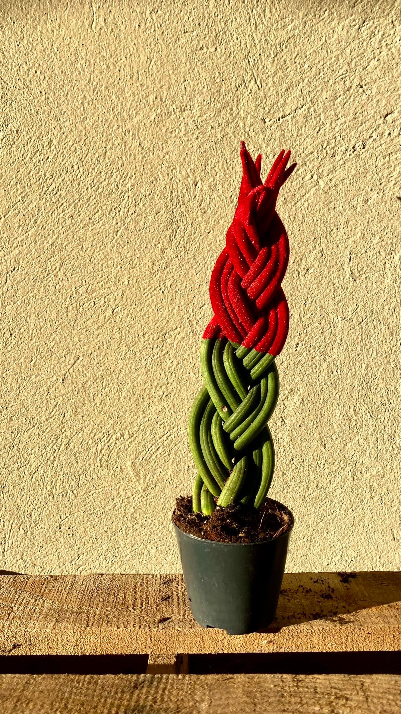 Kırmızı Renkli Kadife Örgülü Sansevieria Cylindrica (Paşa Kılıcı) 