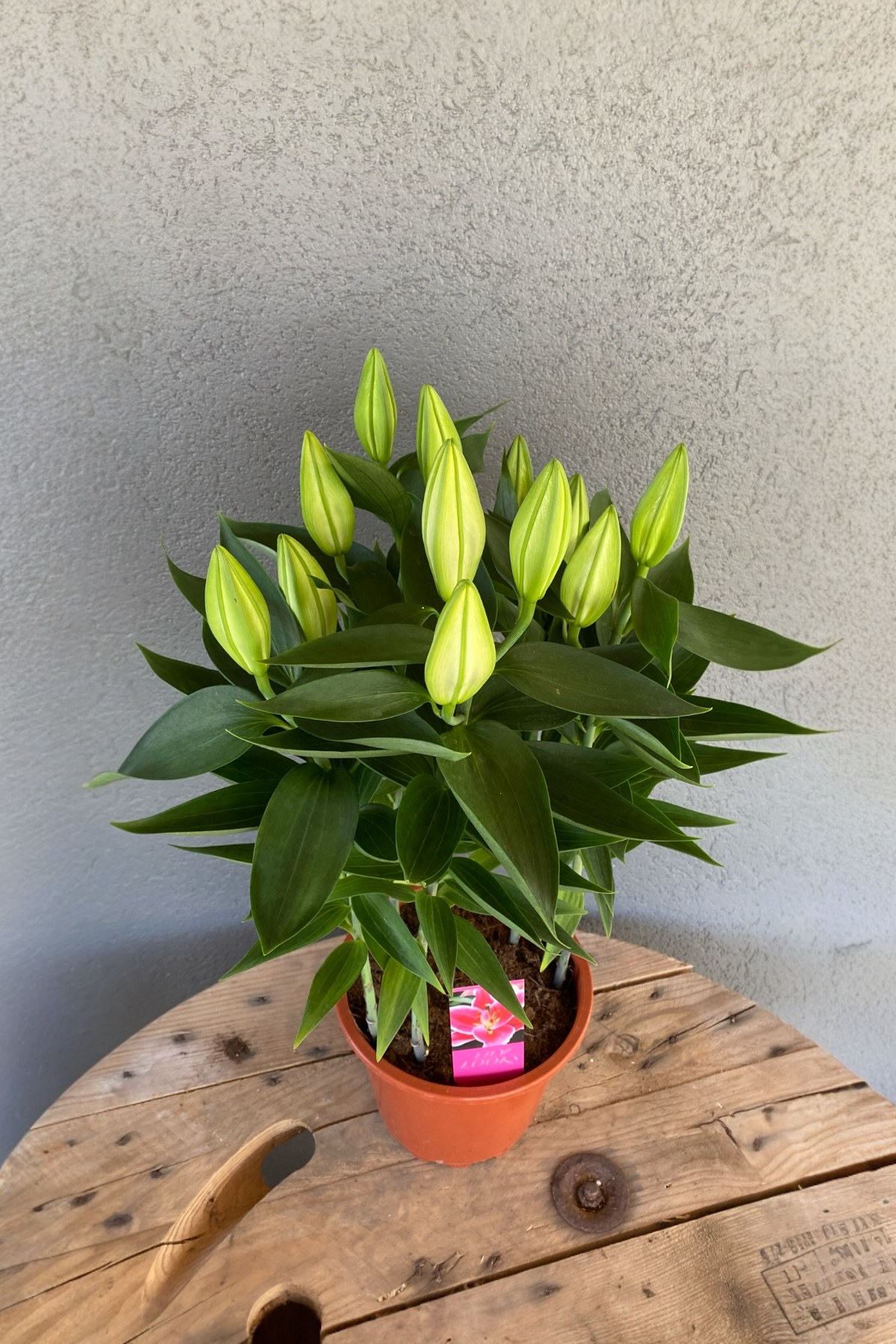 Kokulu Lilyum Saksı Çİçeği- Kazablanka Zambak 