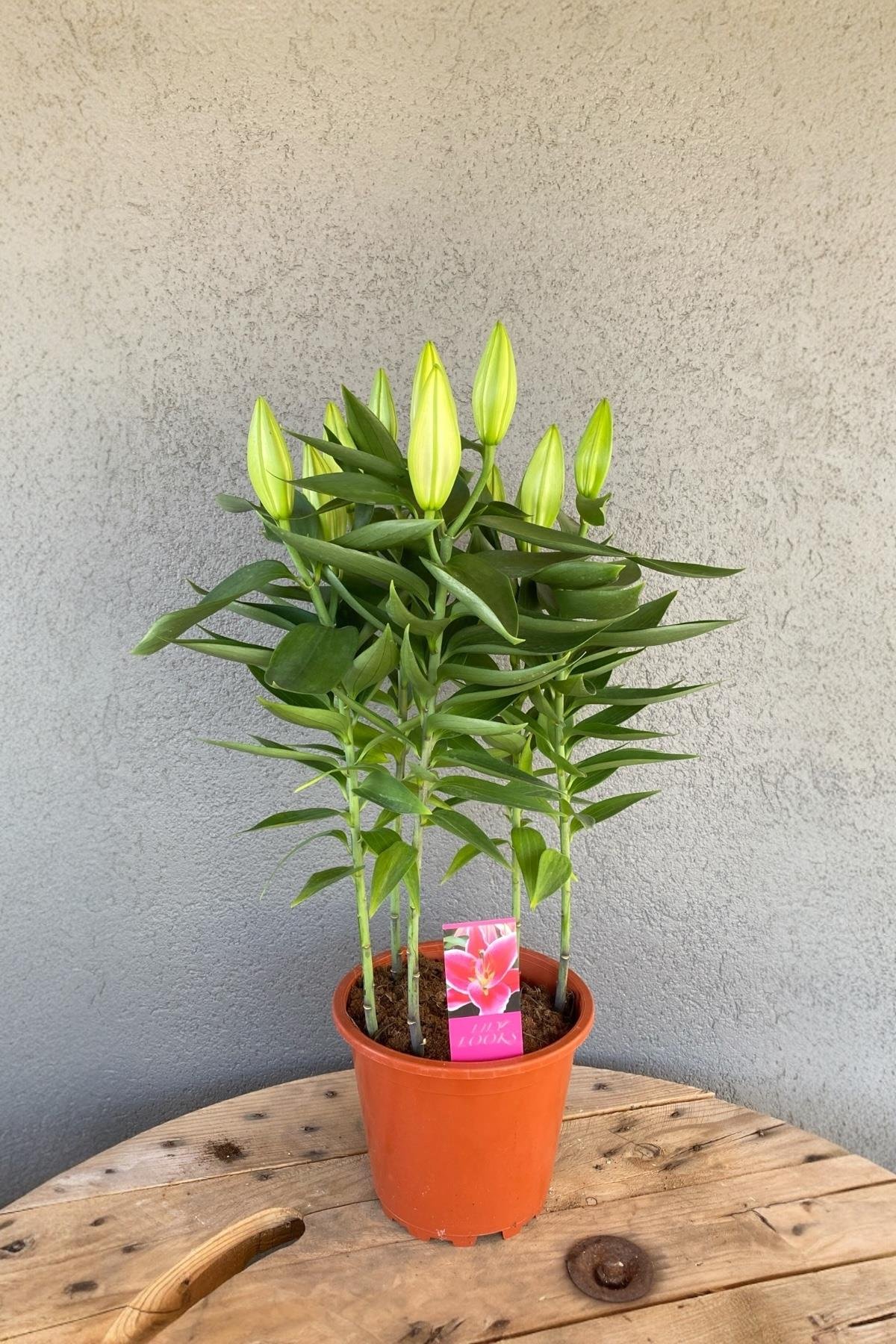 Kokulu Lilyum Saksı Çİçeği- Kazablanka Zambak 