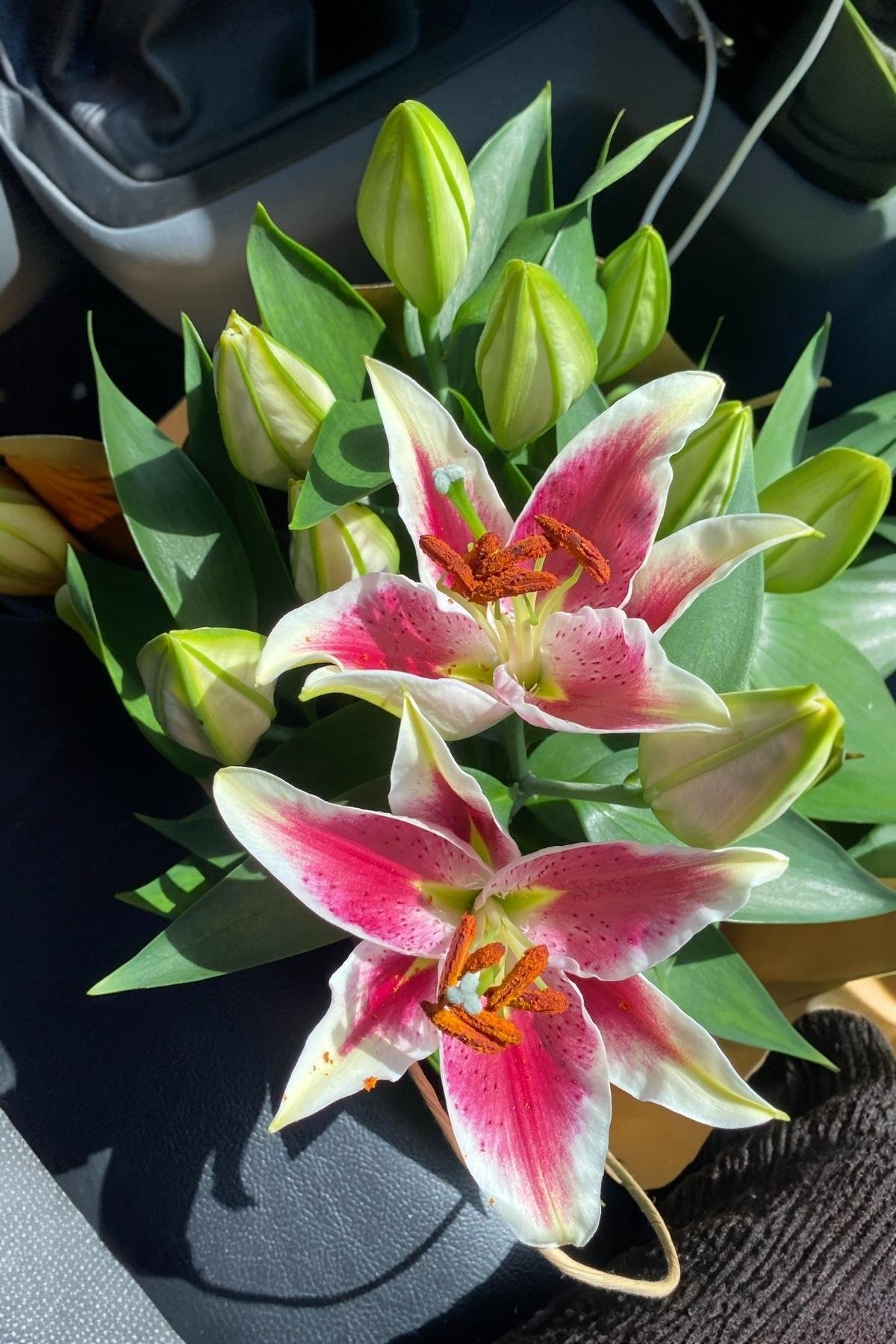 Kokulu Lilyum Saksı Çİçeği- Kazablanka Zambak 