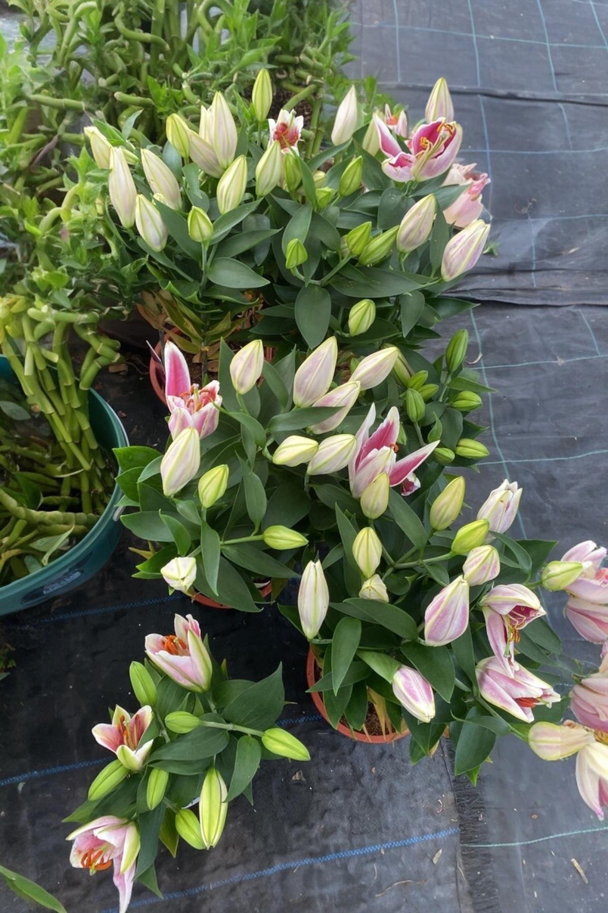 Kokulu Lilyum Saksı Çİçeği- Kazablanka Zambak 