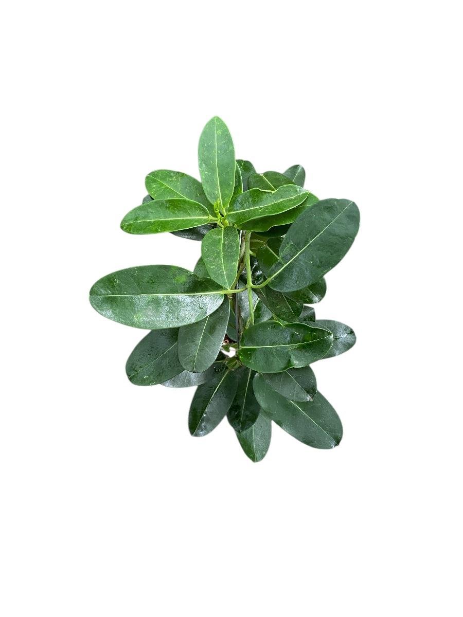 Madagaskar Yasemini Çiçeksiz 