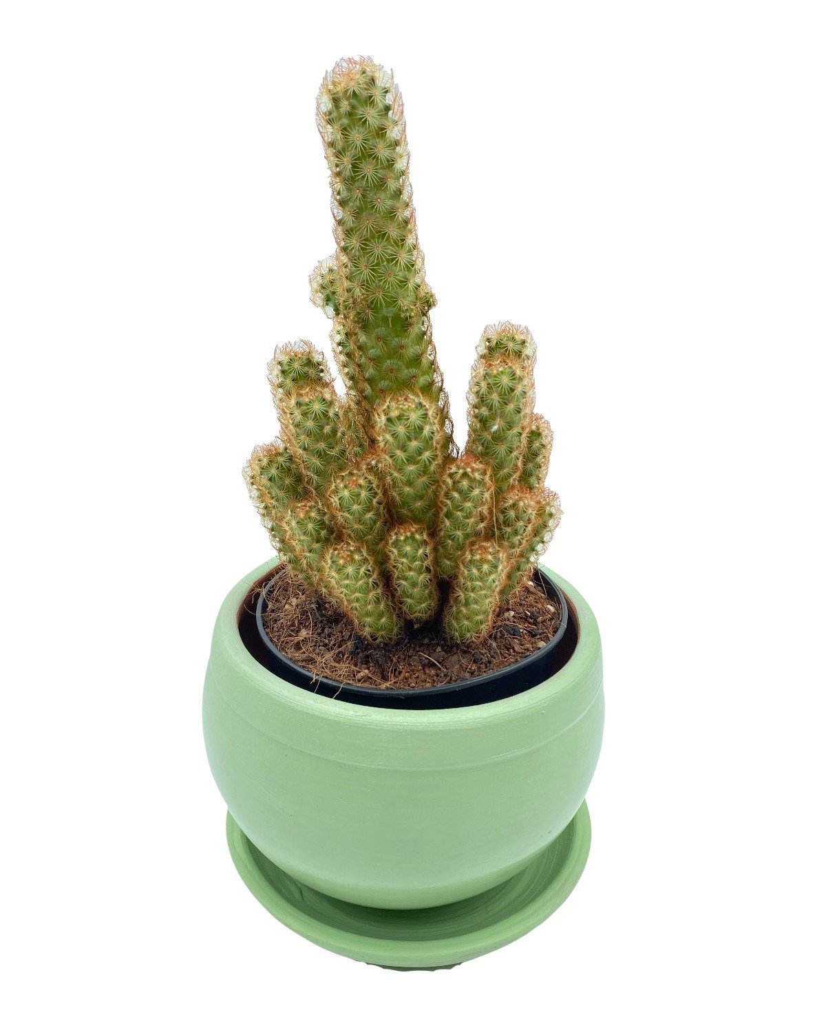 Mammillaria Elongata (Lady Finger) Kaktüs