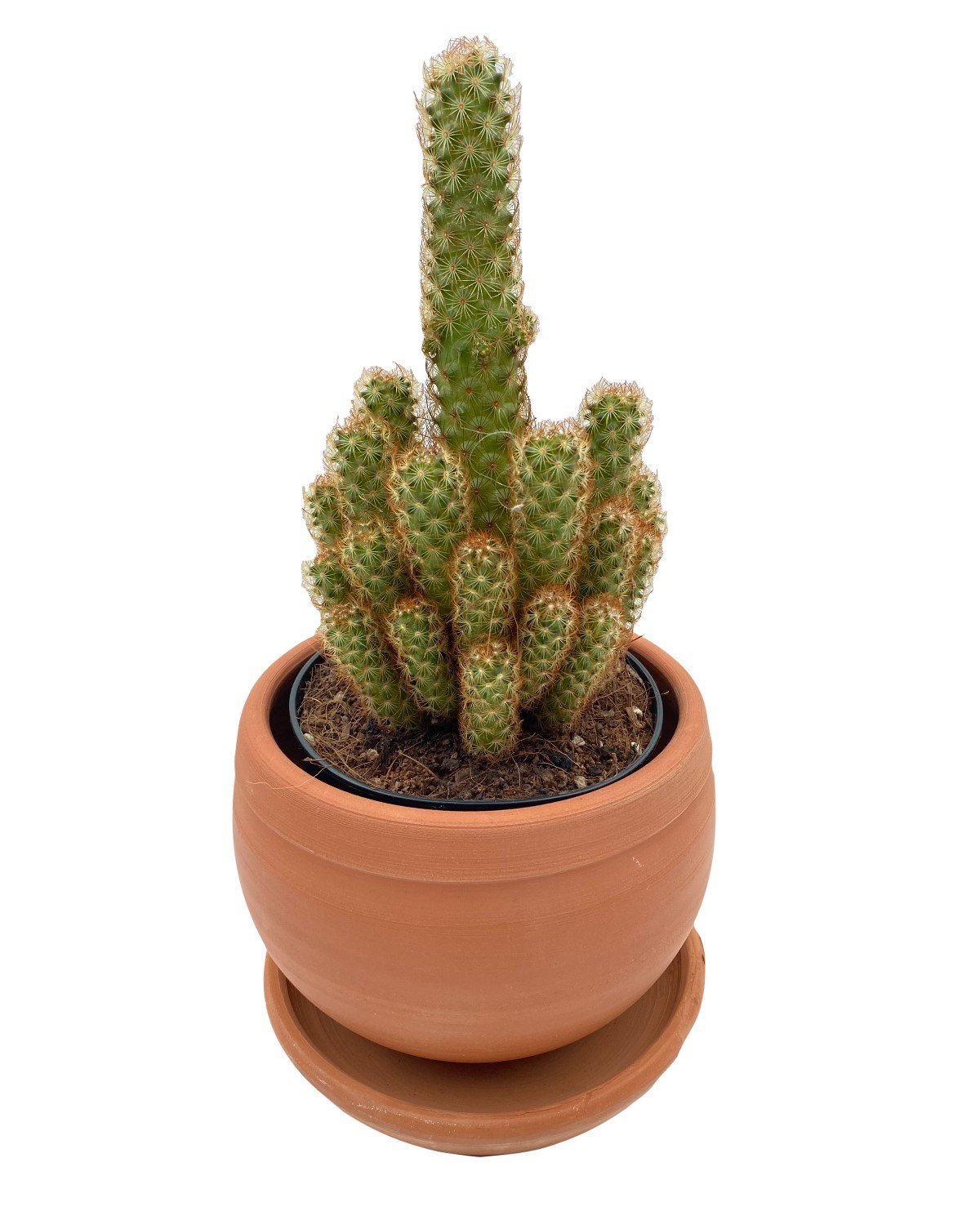 Mammillaria Elongata (Lady Finger) Kaktüs