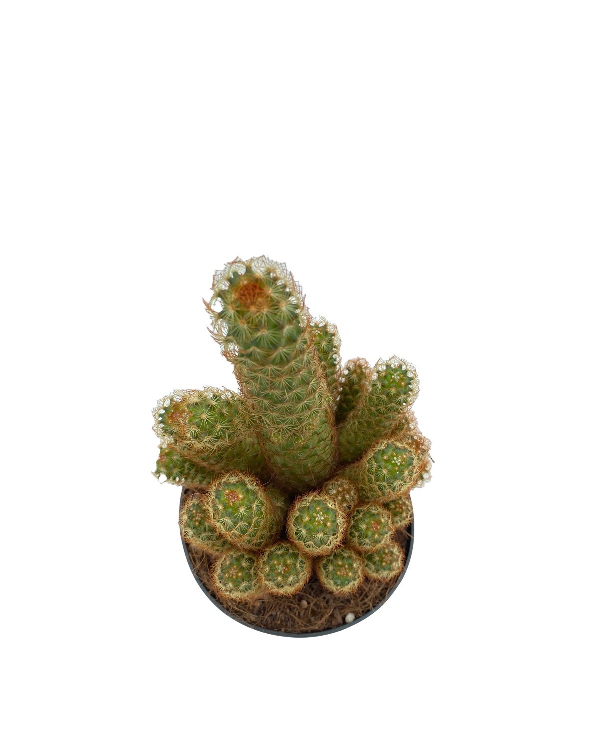 Mammillaria Elongata (Lady Finger) Kaktüs