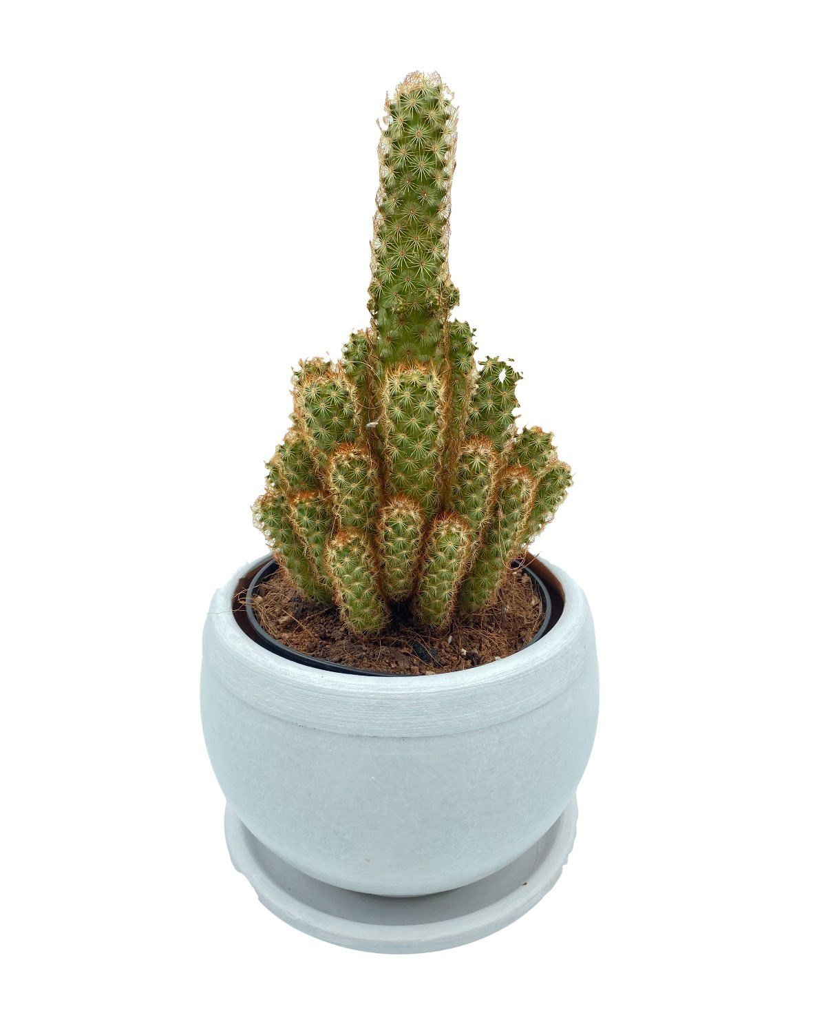 Mammillaria Elongata (Lady Finger) Kaktüs