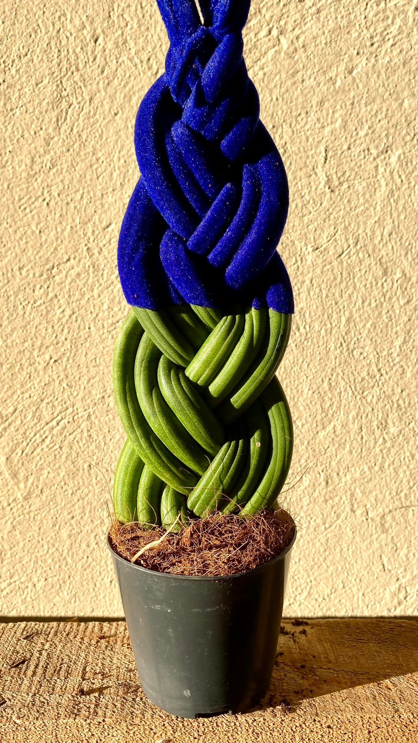 Mavi Kadife Örgülü Sansevieria Cylindrica (Paşa Kılıcı) 