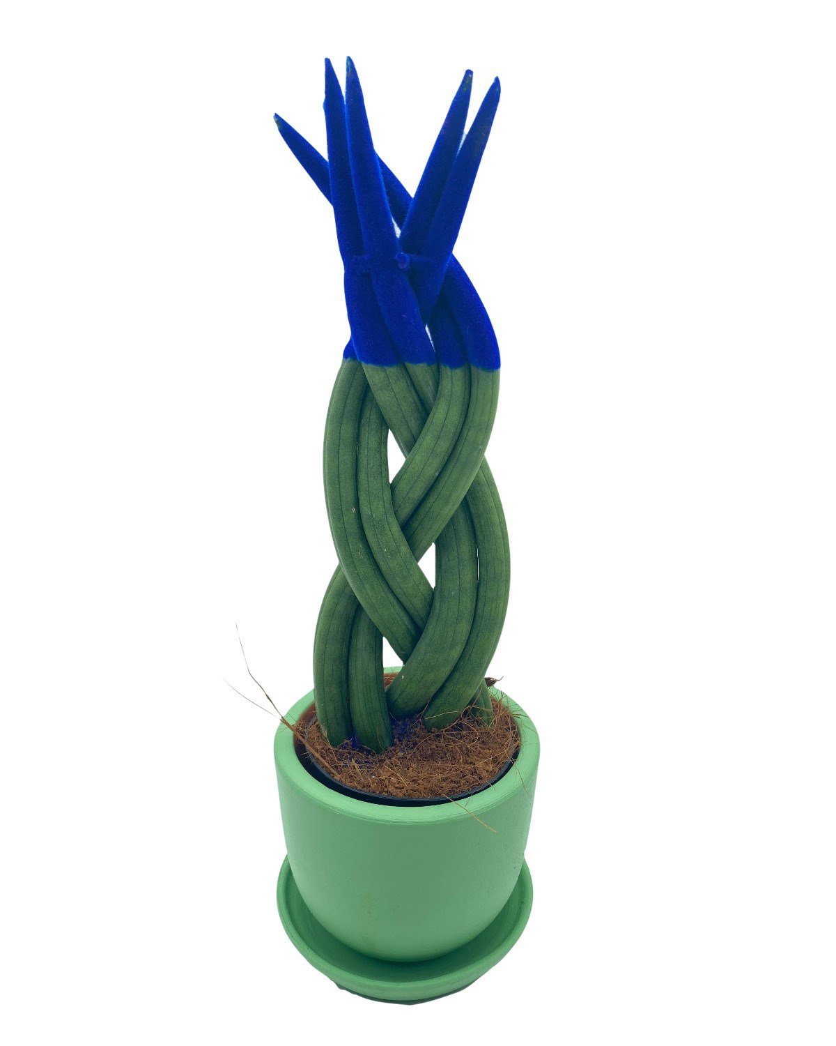 Mavi Kadife Örgülü Sansevieria Cylindrica (Paşa Kılıcı) 