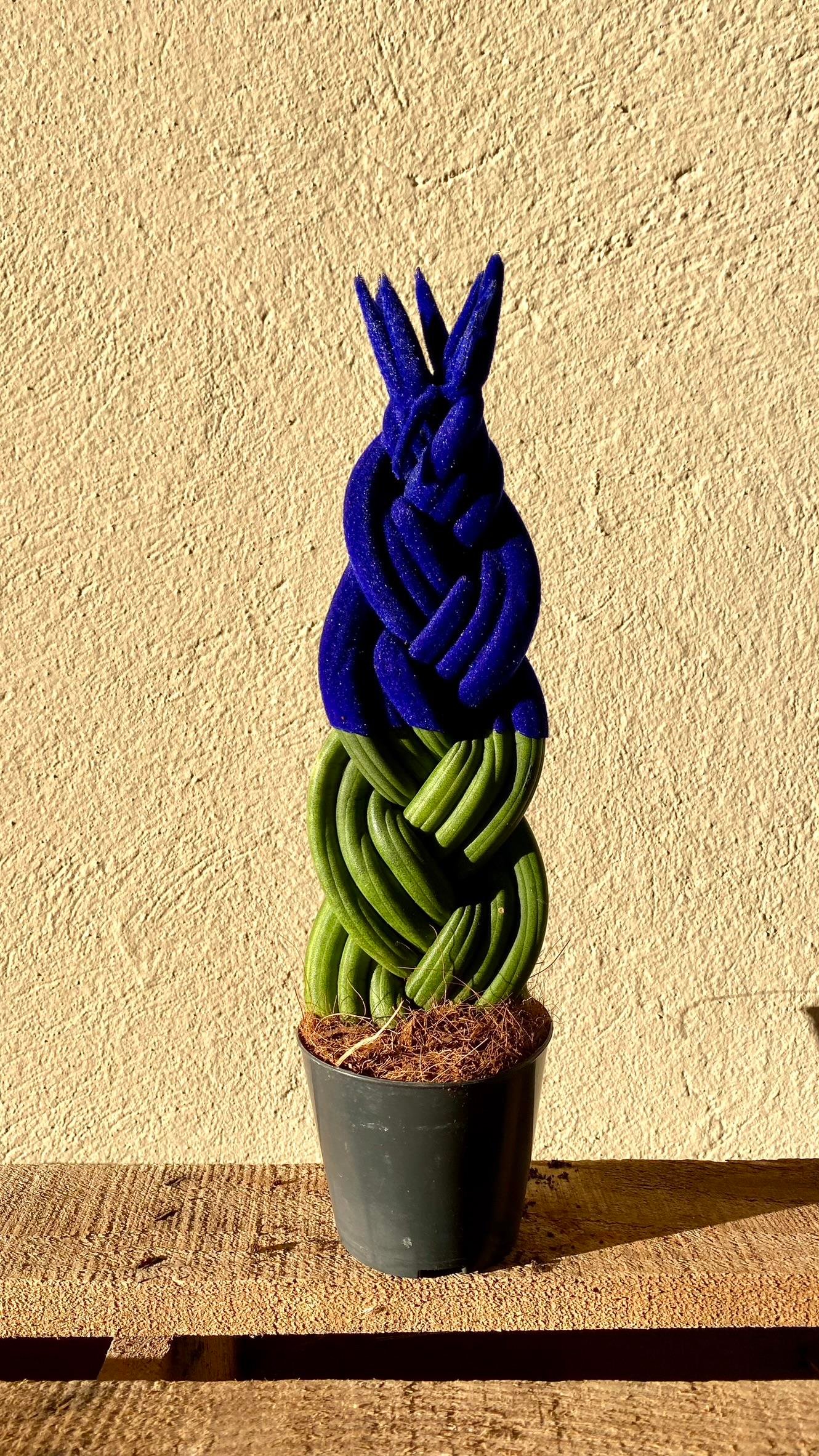 Mavi Kadife Örgülü Sansevieria Cylindrica (Paşa Kılıcı) 