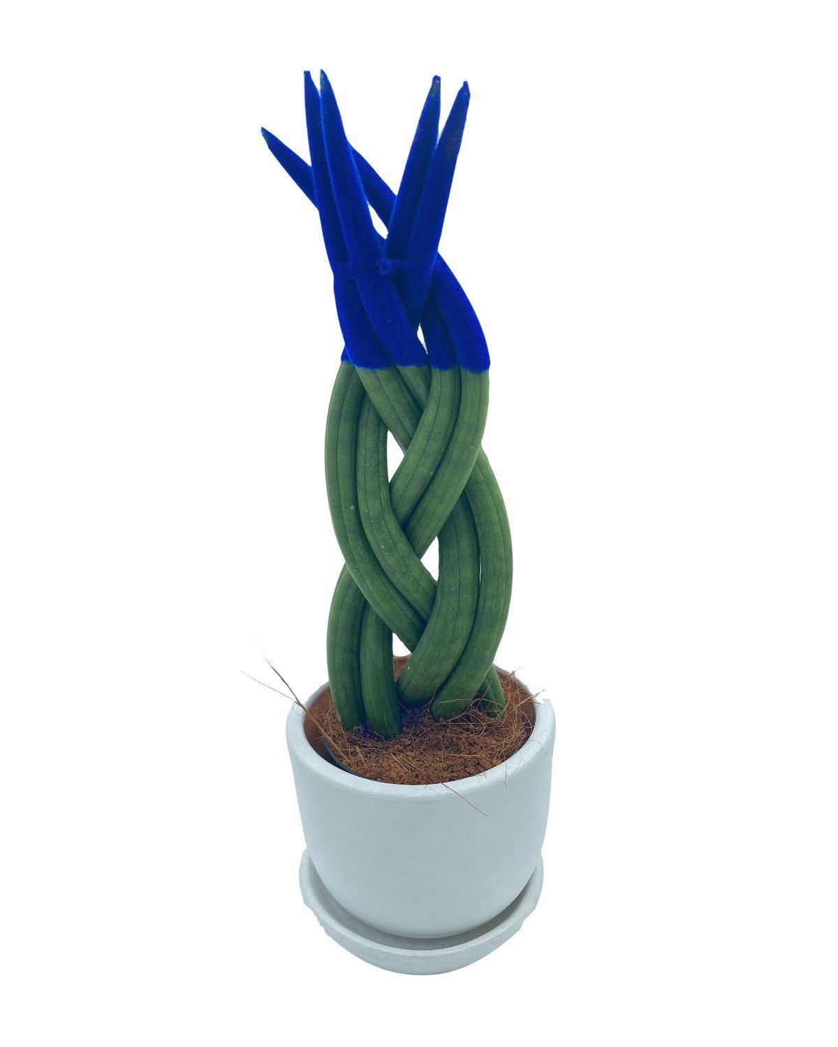 Mavi Kadife Örgülü Sansevieria Cylindrica (Paşa Kılıcı) 
