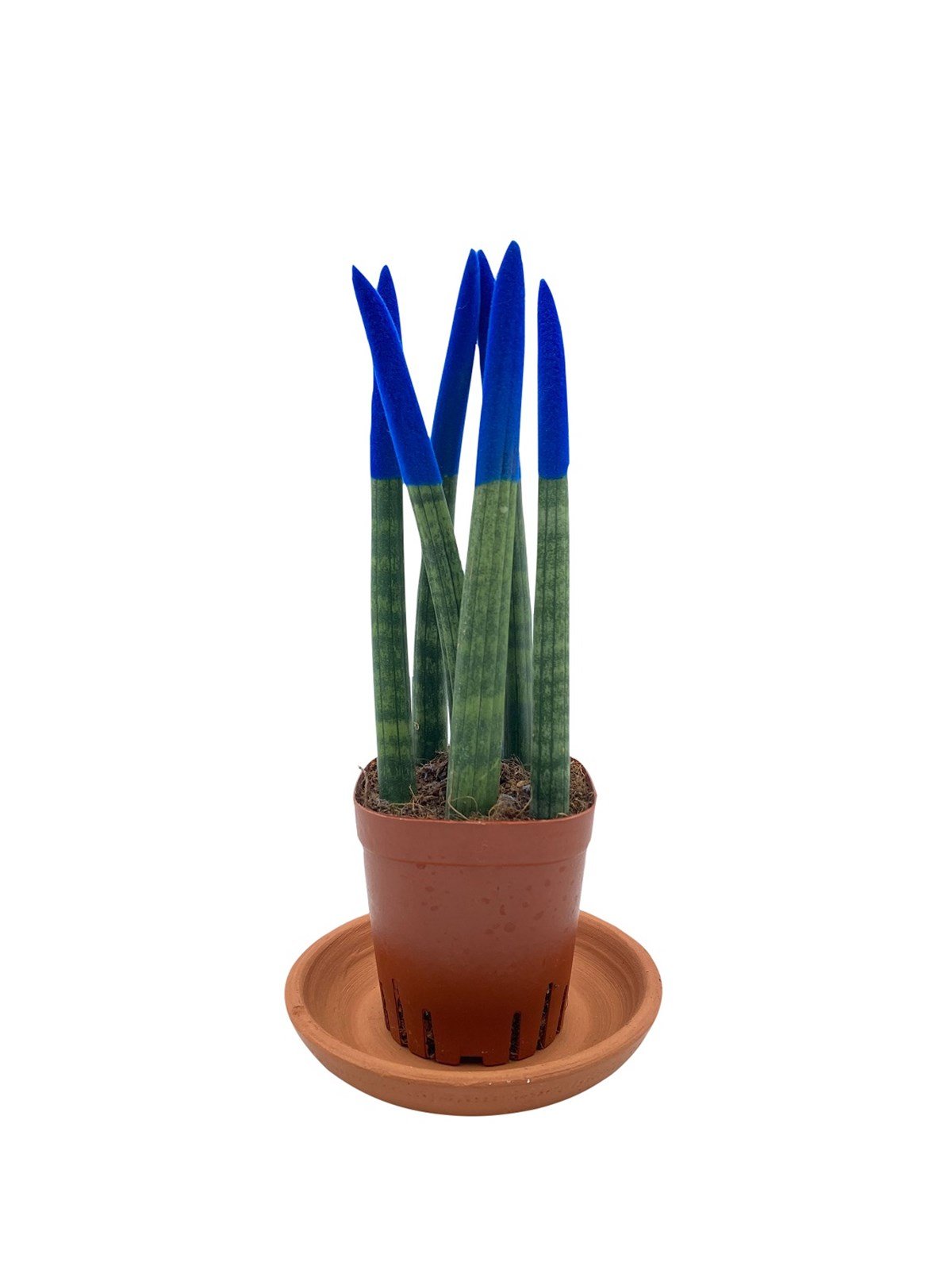 Mavi Kadife Sansevieria Cylindrica (Paşa Kılıcı) 