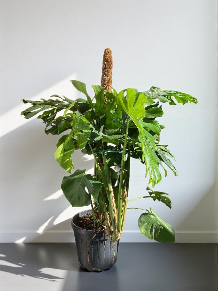 Monstera Deliciosa Deve Tabanı XxL Büyük Boy 160 cm