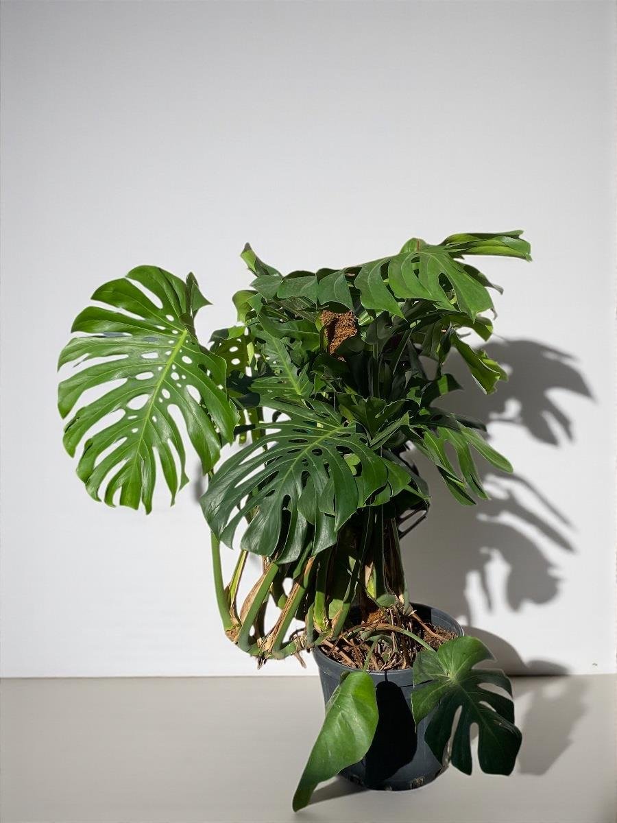 Monstera Deliciosa Deve Tabanı XxL Büyük Boy 160 cm