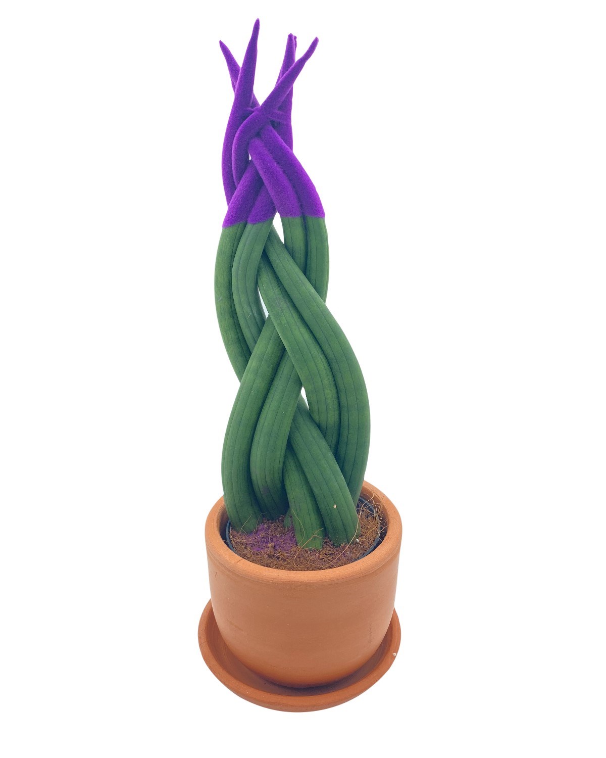Mor Kadife Örgülü Sansevieria Cylindrica (Paşa Kılıcı) 