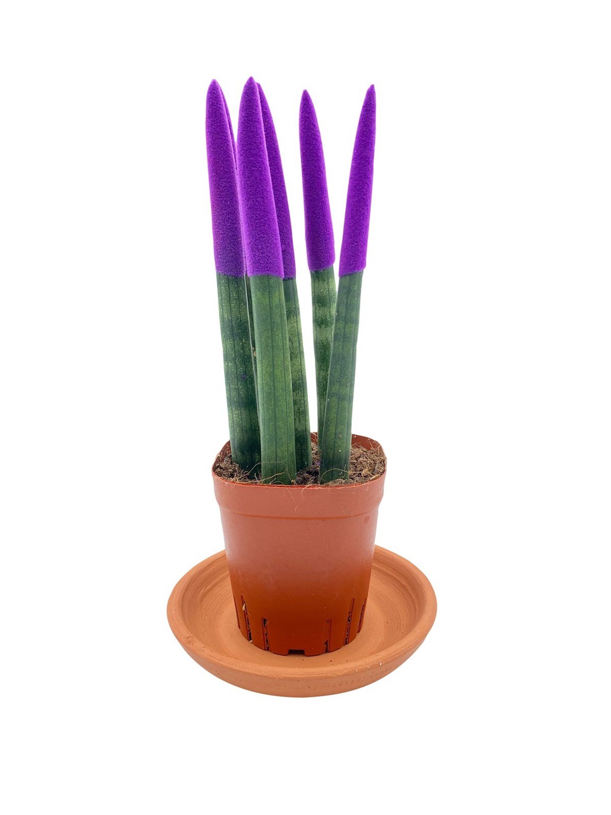 Mor Kadife Sansevieria Cylindrica (Paşa Kılıcı)