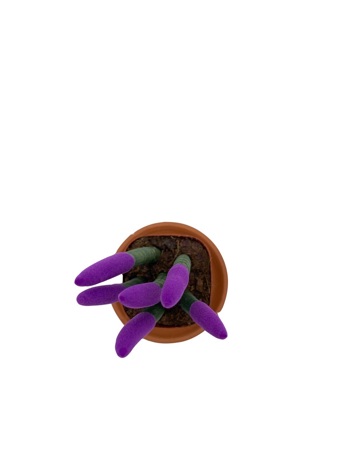 Mor Kadife Sansevieria Cylindrica (Paşa Kılıcı)