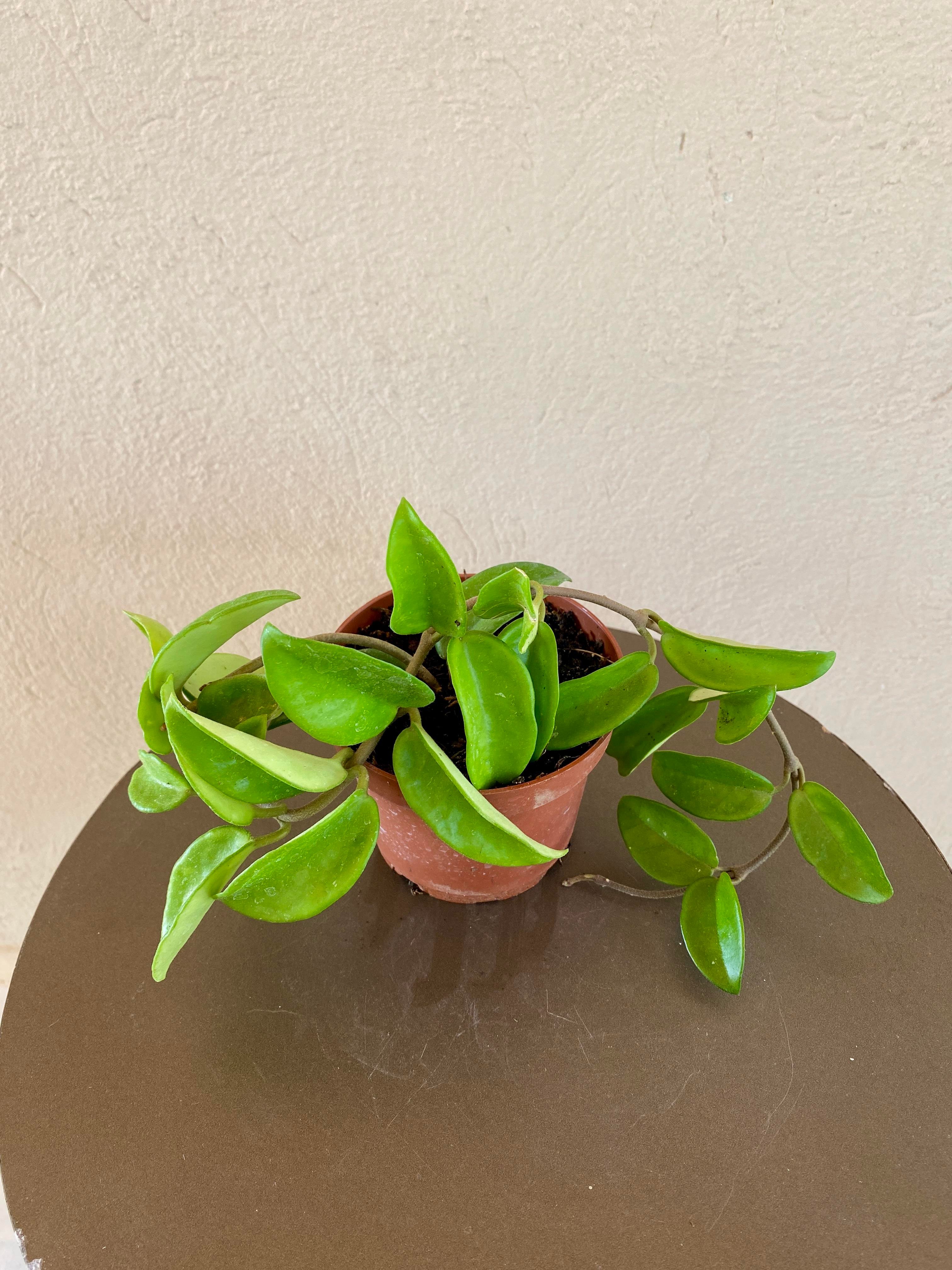 Mum-Hoya Carnosa Çiçeği Saksıda