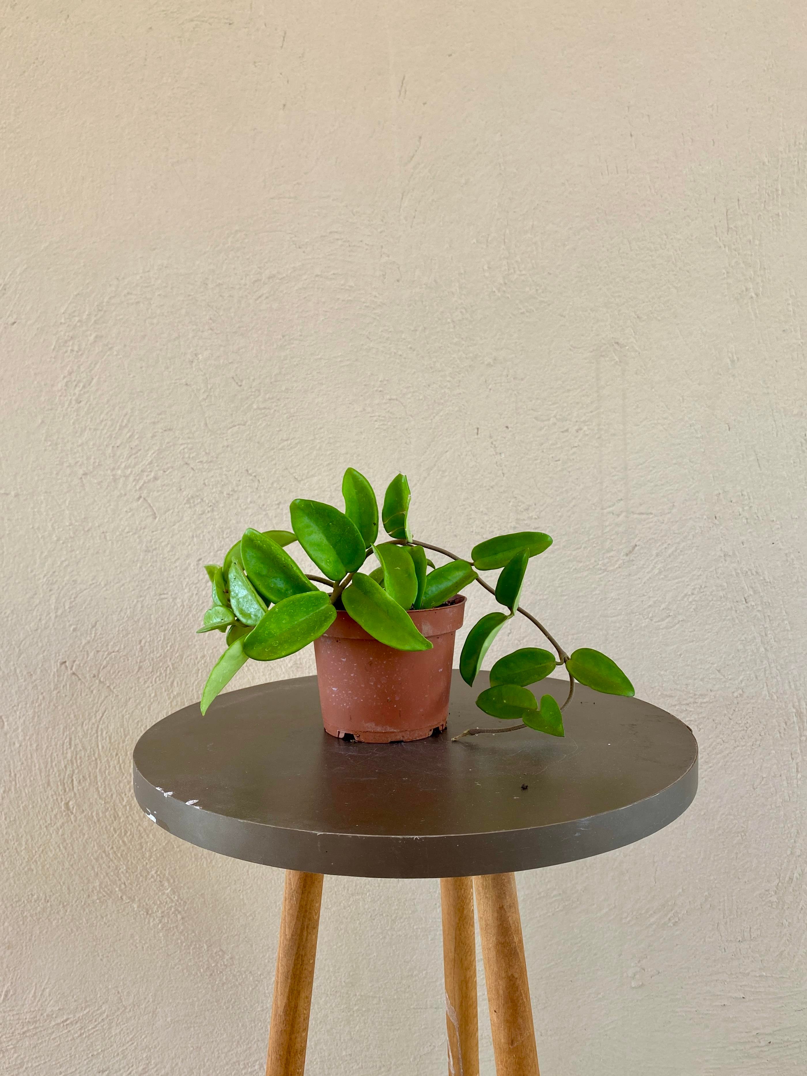 Mum-Hoya Carnosa Çiçeği Saksıda